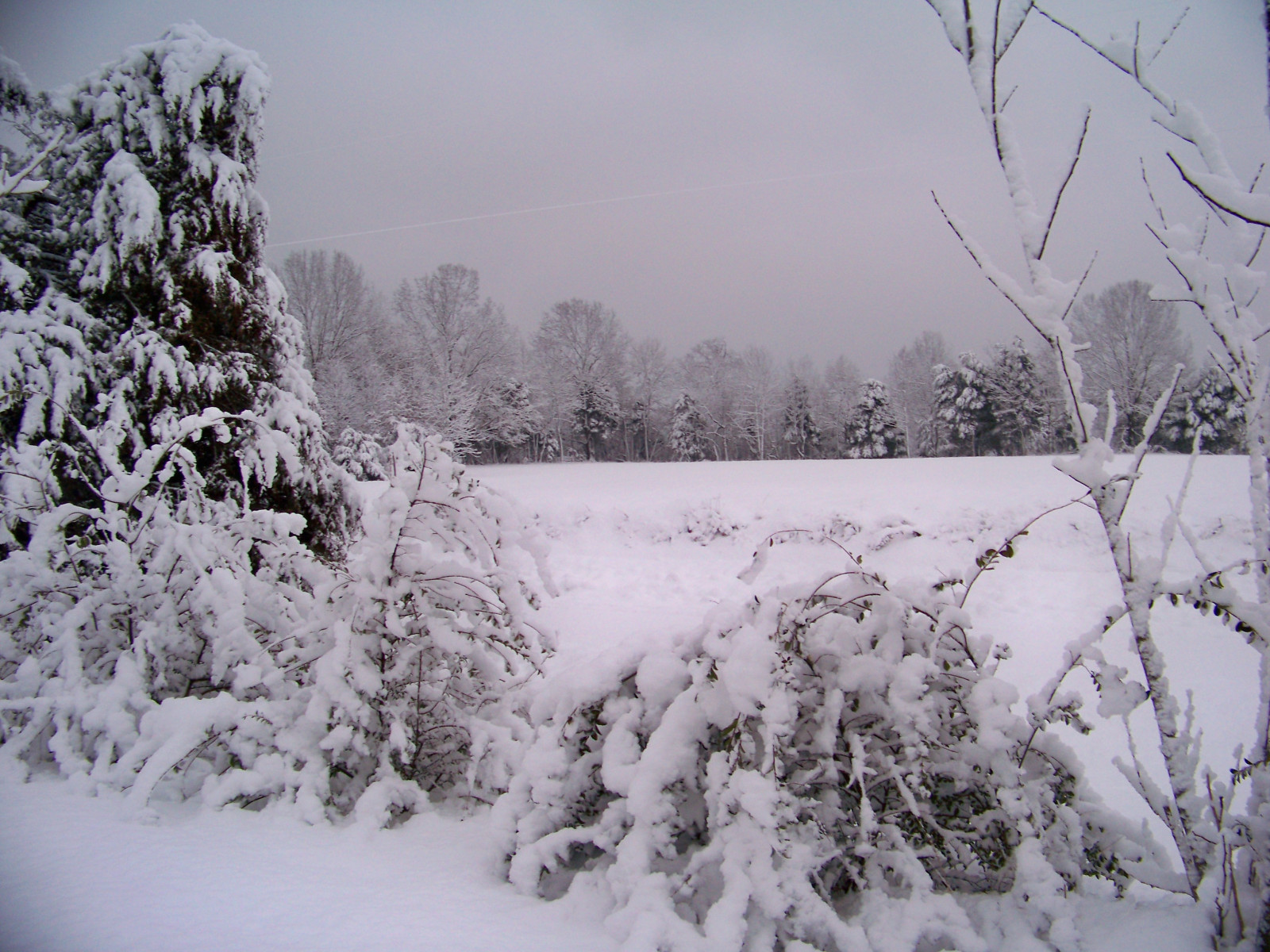 stromy, zima, nebe, Spojené státy americké, sníh, UMĚNÍ, Příroda, kontrast, venkovský, krajina, Šedá, krajiny, venkov, Illinois, Klid, mír, umělecký, availablelight, AmbientLight, šedá, klidný, klid, atmosféra, naturallight, jednobarevný, awsome, nationalforest, temný, Klid, klidný, zimní čas, inspirativní, Sublimovat, sněžení, temný, rozjímavý, graysky, klidný, greysky, zimní říše divů, zasněžené, snowylandscape, jemný, odloučený, snowcoveredtrees, wintermorning, Tichý, artphoto, Sněhové přeháňky, Southernillinois, artpic, naturalcolor, Národních lesů, Stromy dnes, Perfectpic, Landscapewithsnow, Treesladenwithsnow, Sombresky, Slavně