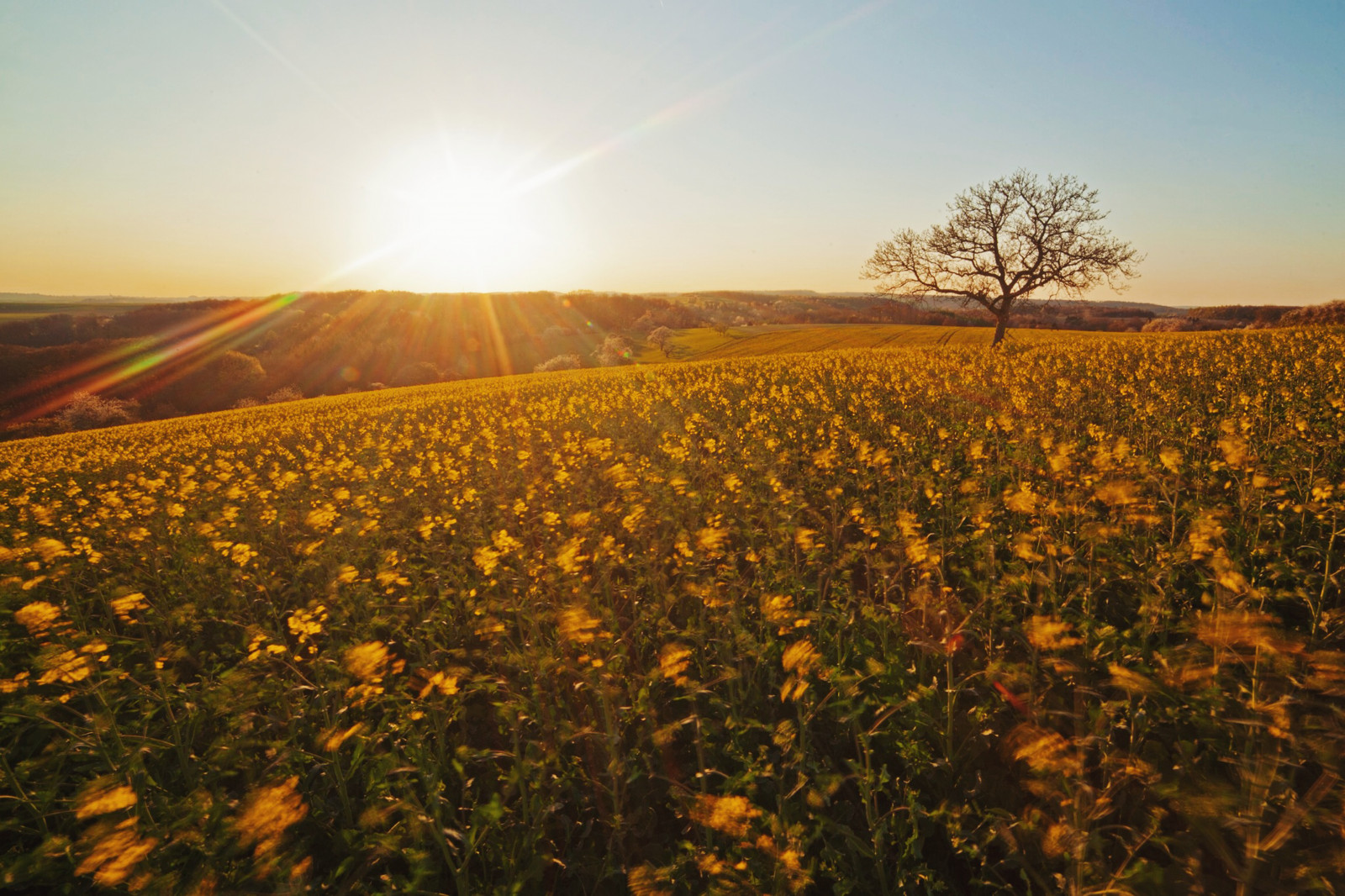 slunečnímu záření, krajina, západ slunce, kopec, tráva, nebe, pole, svítání, žlutý, večer, ráno, Německo, slunce, hospodařit, horizont, jaro, sunburst, řepkového, strom, rokinon, 14mm, zlatý, květ, svítání, lučina, slunečnice, světlice, deutschland, znásilnění, nárazy, Samyang, řepka, 28, zemědělství, louka, prostý, divoká rostlina, prérie, oříznutí, Sunstar, rapaseed, venkov, tráva rodina, Walimex, hořčice závod, ekoregion, Pfalz, rappi, Falc, Zweibr cken