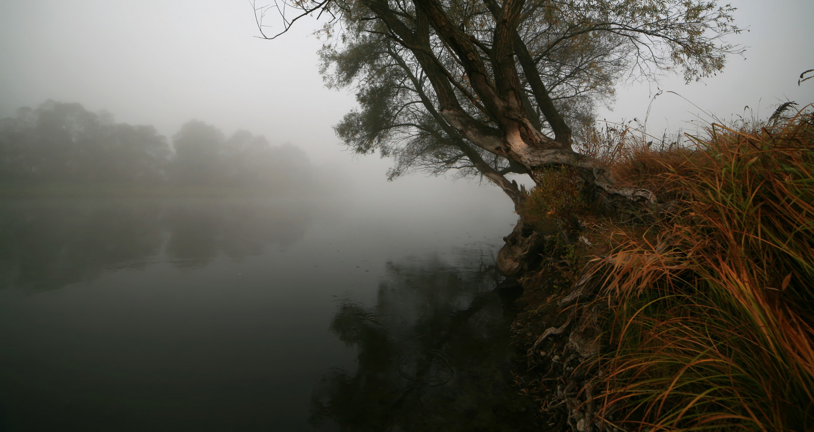 แสงแดด, แนวนอน, ป่า, น้ำ, ธรรมชาติ, การสะท้อน, หญ้า, สาขา, พระอาทิตย์ขึ้น, เช้า, หมอก, แม่น้ำ, Canon, ราก, ต้นไม้, มีหมอก, ทัศนียภาพ, ฤดูใบไม้ร่วง, หมอก, ใบไม้, สภาพอากาศ, รุ่งอรุณ, ปลูก, drohiczyn, ซีซาร์, marcelxyz, ถิ่นที่อยู่, สภาพแวดล้อมทางธรรมชาติ, ปรากฏการณ์บรรยากาศ, ไม้ยืนต้น
