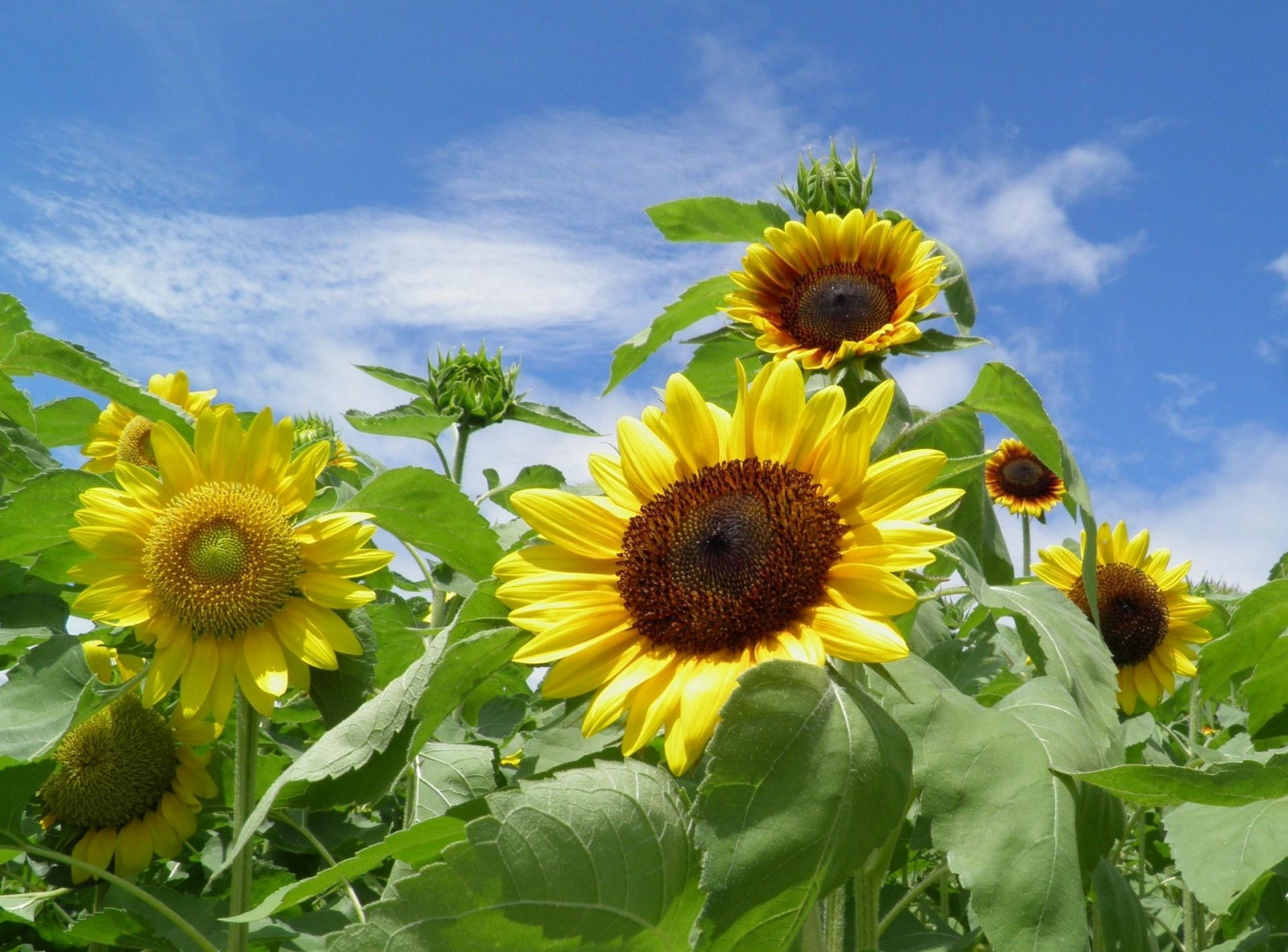 Wallpaper sunflowers, field, sky, summer, greens 1920x1420