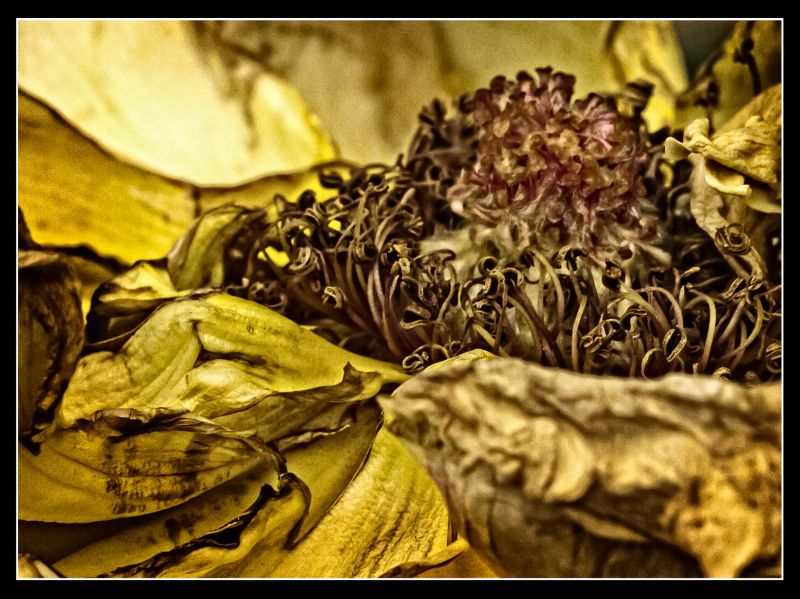 macro, sigma150mm, canon7d, rose, rosa macro, sigma150mm, canon7d, rose, rosa