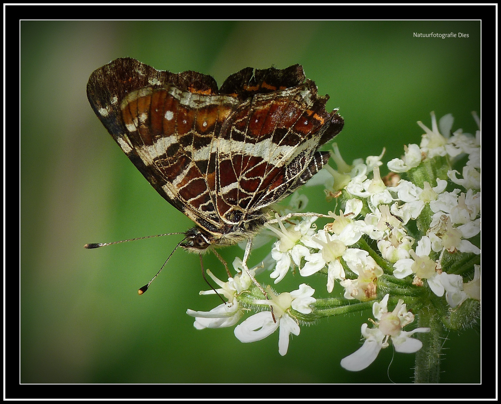 holland, makro, insekt, Zeeland, går, poelbos