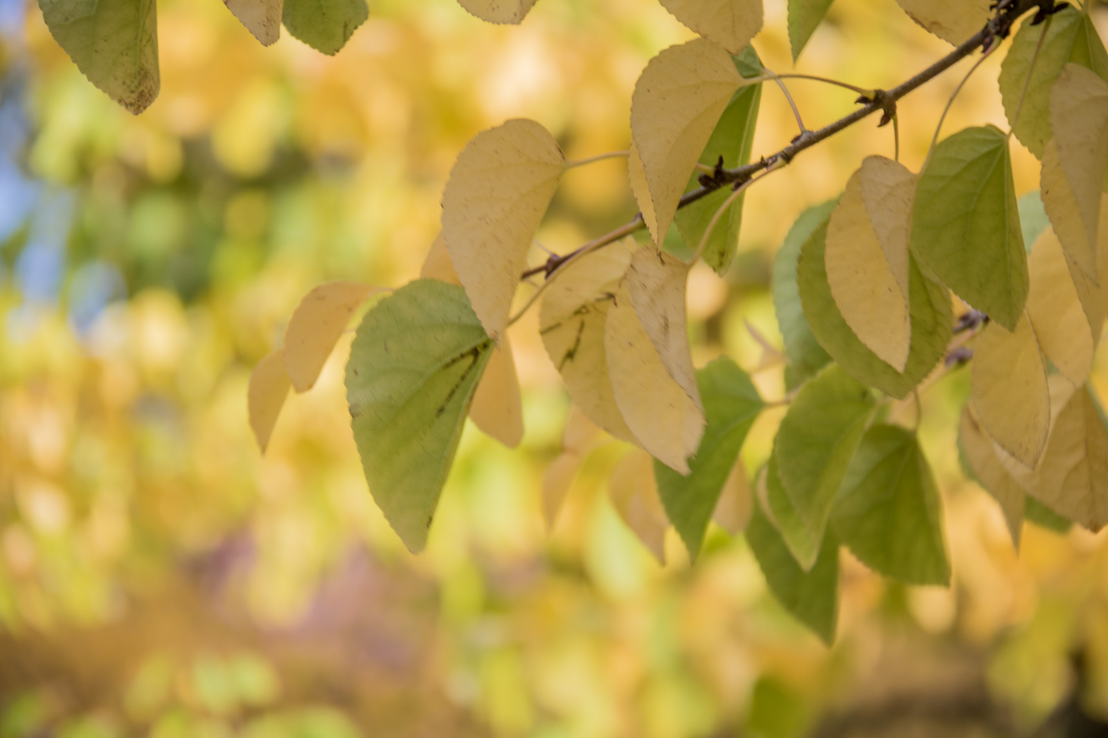 slunečnímu záření, jídlo, zahrada, Příroda, park, větev, zelená, květ, strom, podzim, list, květ, rostlina, sezóna, flóra, h st, l v, exif modelu canoneos760d, geocountry, Kamera aby kánon, geocity, Model fotoaparátu canoneos760d, geostate, geolocation, EXIF čočka efs18200mmf3556is, EXIF otvor 56, exif aby kánon, EXIF isospeed 100, exif focallength 100mm, Alnarp, vyrobit, botanika, suchozemská rostlina, kvetoucí rostlina, dřevina, keř, opadavý, jinan dvoulaločný