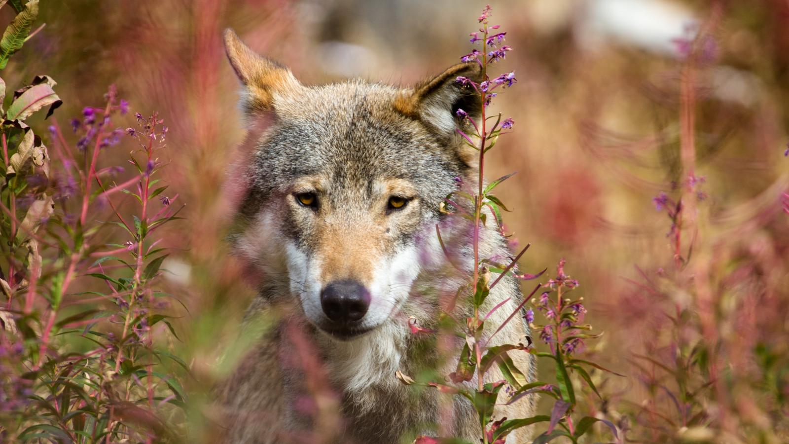animali, natura, lupo, mammiferi, fauna, mammifero, vertebrato, cane lupo, Cane lupo di Saarloos, cane come mammifero, dhole, cane lupo cecoslovacco, canis lupus tundrarum, lupo Rosso, sciacallo, dingo