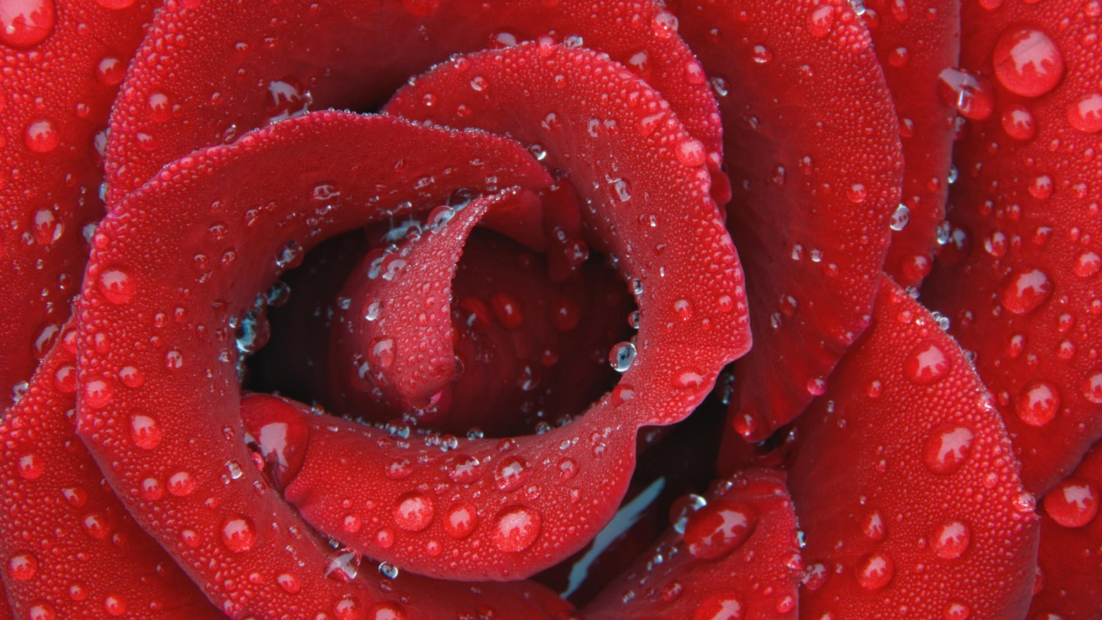 Rotting Roses Background Hintergrundbilder : 1920x1080 px, rot, Rose 1920x1080 - wallup ...