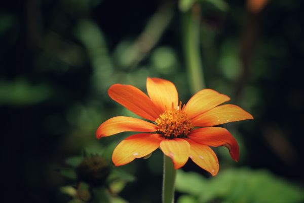 sunlight,nature,yellow,photography,green,petals