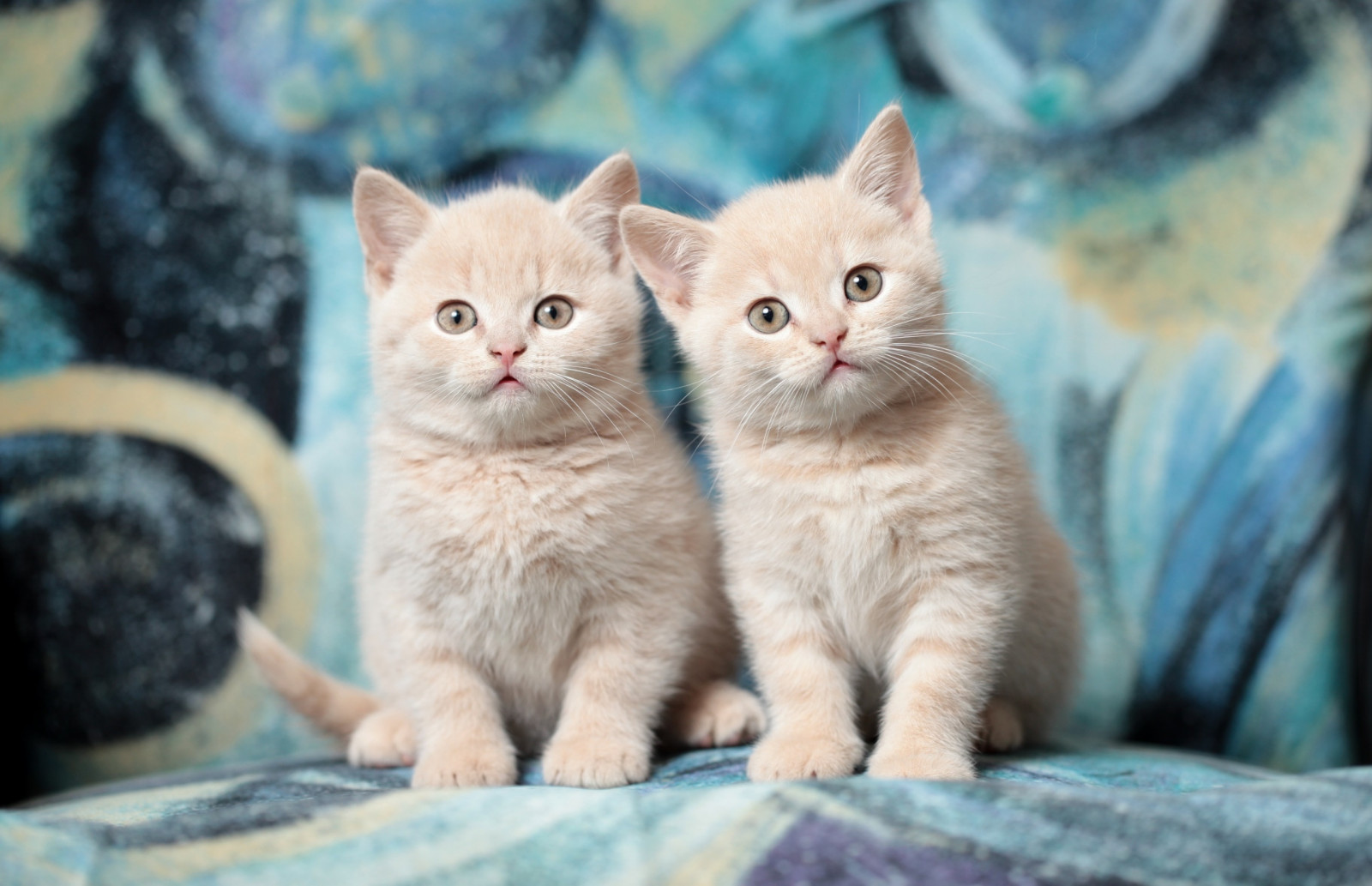 2560x1653 px, eläimet, kissa, pennut
