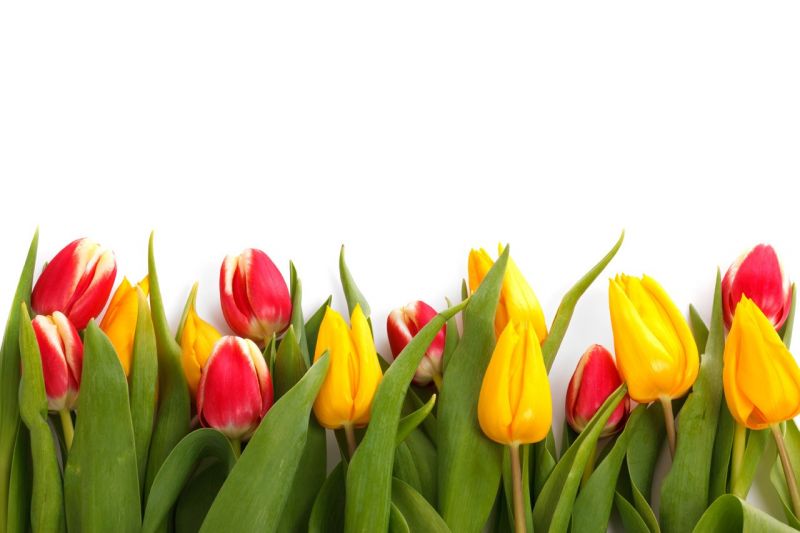 květiny, rostliny, tulipány, žlutý, barvitý, Příroda květiny, rostliny, tulipány, žlutý, barvitý, Příroda
