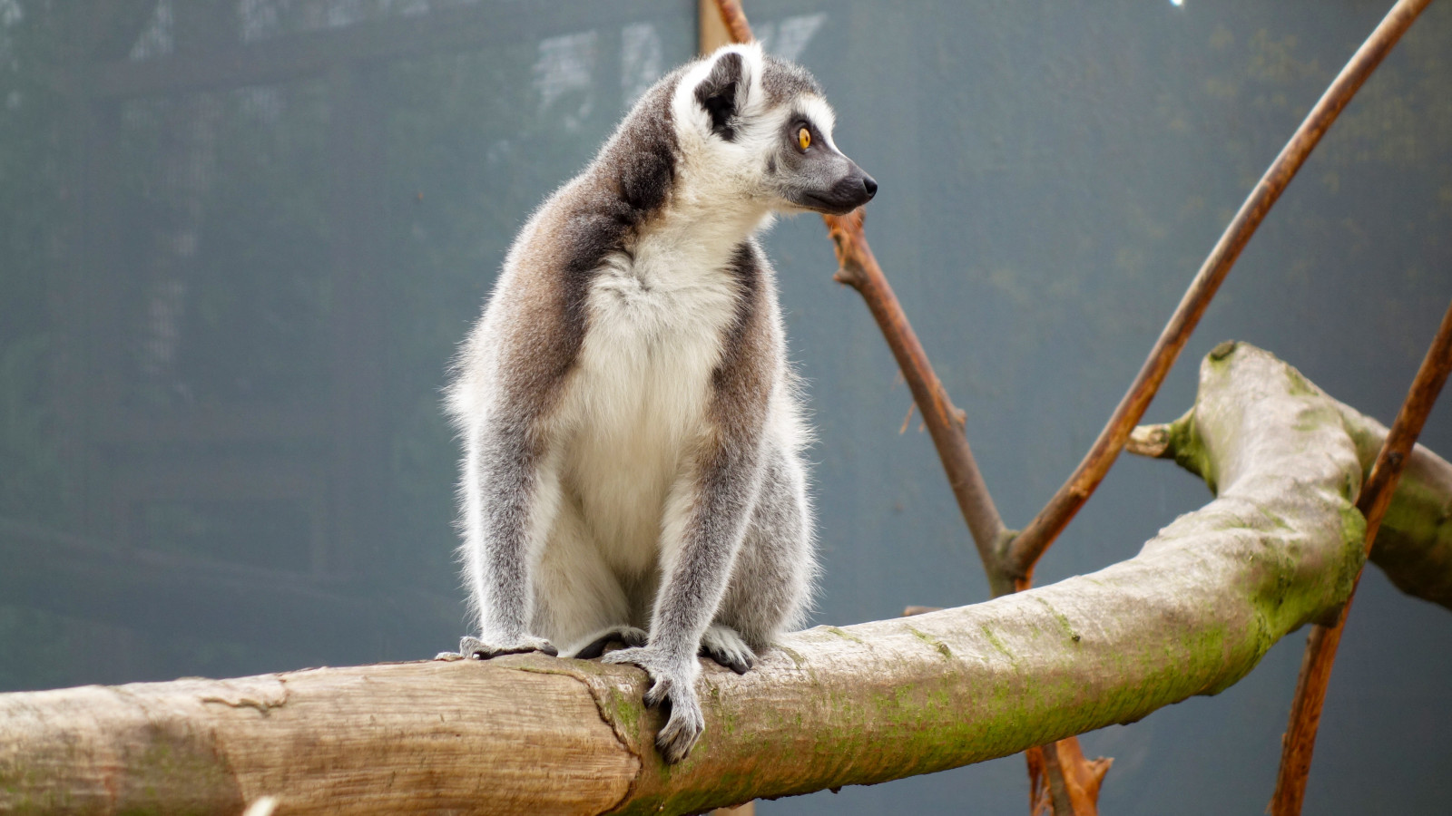 lemur, rezervovat, sedící
