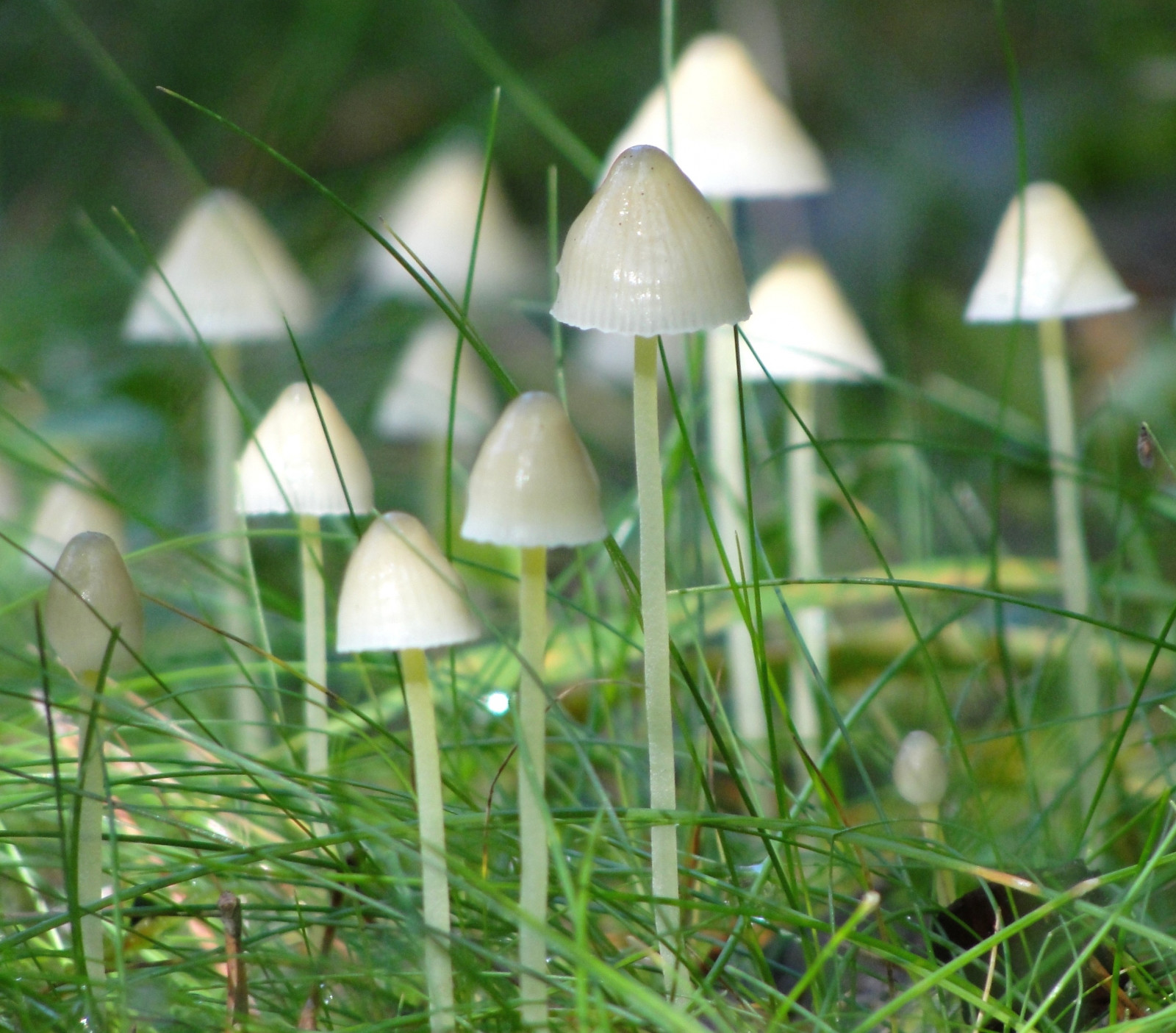 หญ้า, เห็ด, Stockholm, สวีเดน, ฤดูใบไม้ผลิ, เชื้อรา, ดอกไม้, ปลูก, กะพริบตา, mygearandme, พืช, ทุ่งหญ้า, mygearandmepremium, mygearandmebronze, mygearandmesilver, mygearandmegold, เชื้อรา, ringexcellence, dblringexcellence, tplringexcellence, eltringexcellence, bestofblinkwinners, ดอกไม้ป่า, Elahe, blinkagainsuperstars, ต้นกำเนิด, เห็ดกินได้, upplandsv sby, mycenaniveipes