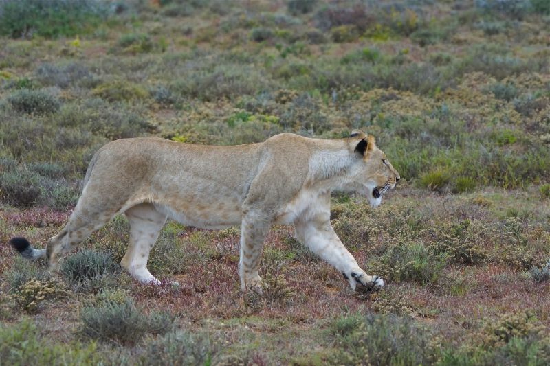 rumput,singa,margasatwa,Taman Nasional,kucing besar,gurun