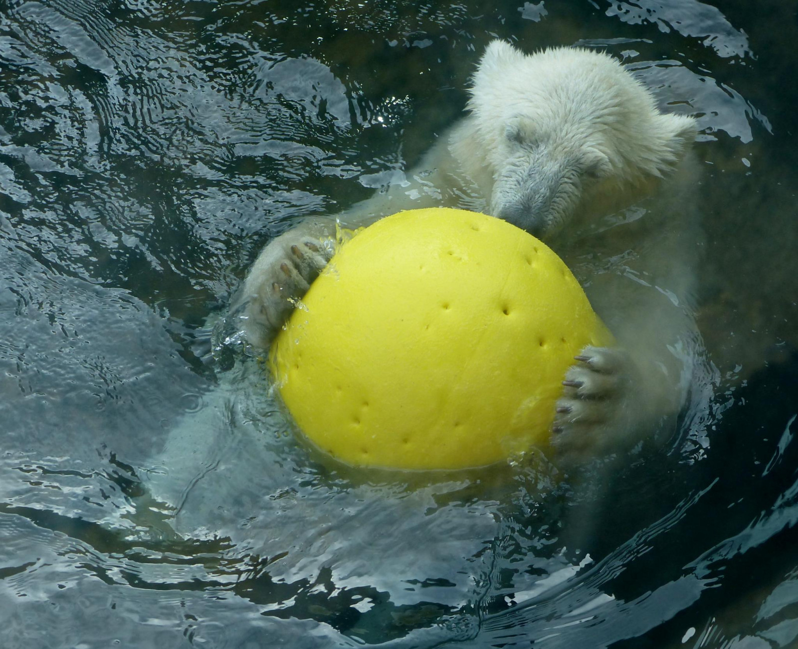 acqua, palla, Germania, de, divertimento, Zoo, wasser, orso polare, Coppa del Mondo, Bremerhaven, zooammeer, eisb r, Ursusmaritimus, oursblanc, terme, Polarbearlale, Eisb rlale