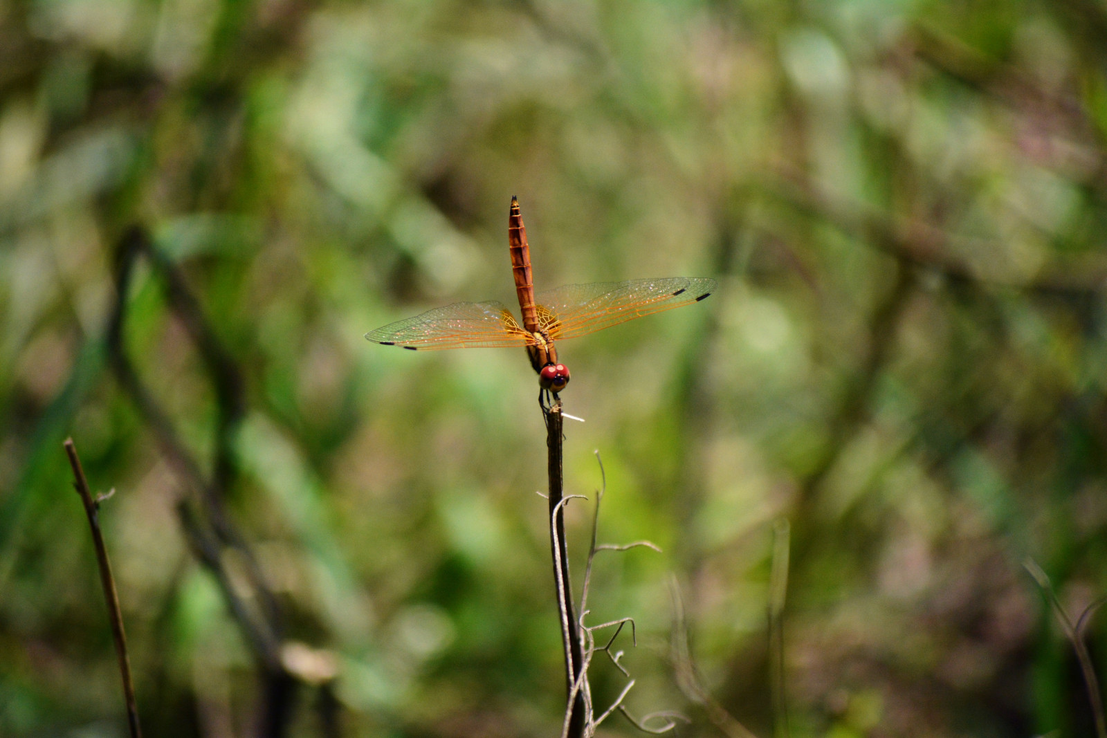 luce del sole, natura, erba, ramo, insetto, verde, natura, libellule, foglia, fiore, libellula, flora, fauna, botanica, avvicinamento, fotografia macro, staminali vegetali, invertebrato, artropodo, libellule e damseflies