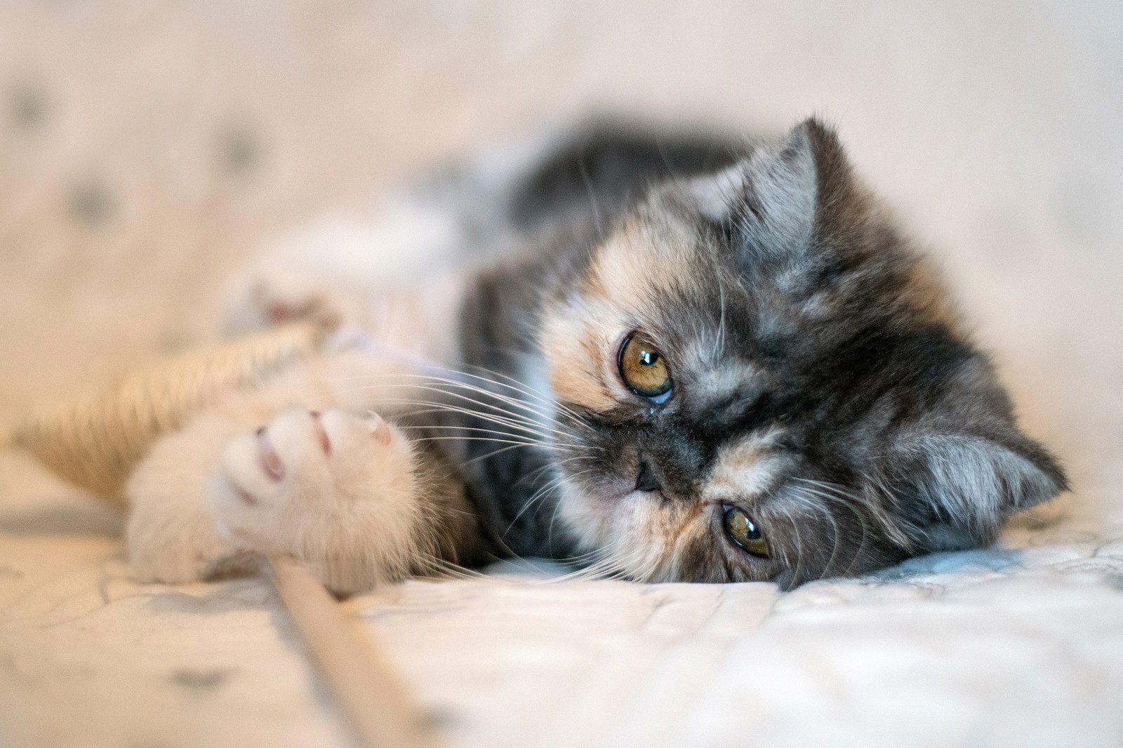 Wallpaper : felidae, carnivore, small to medium sized cats, whiskers