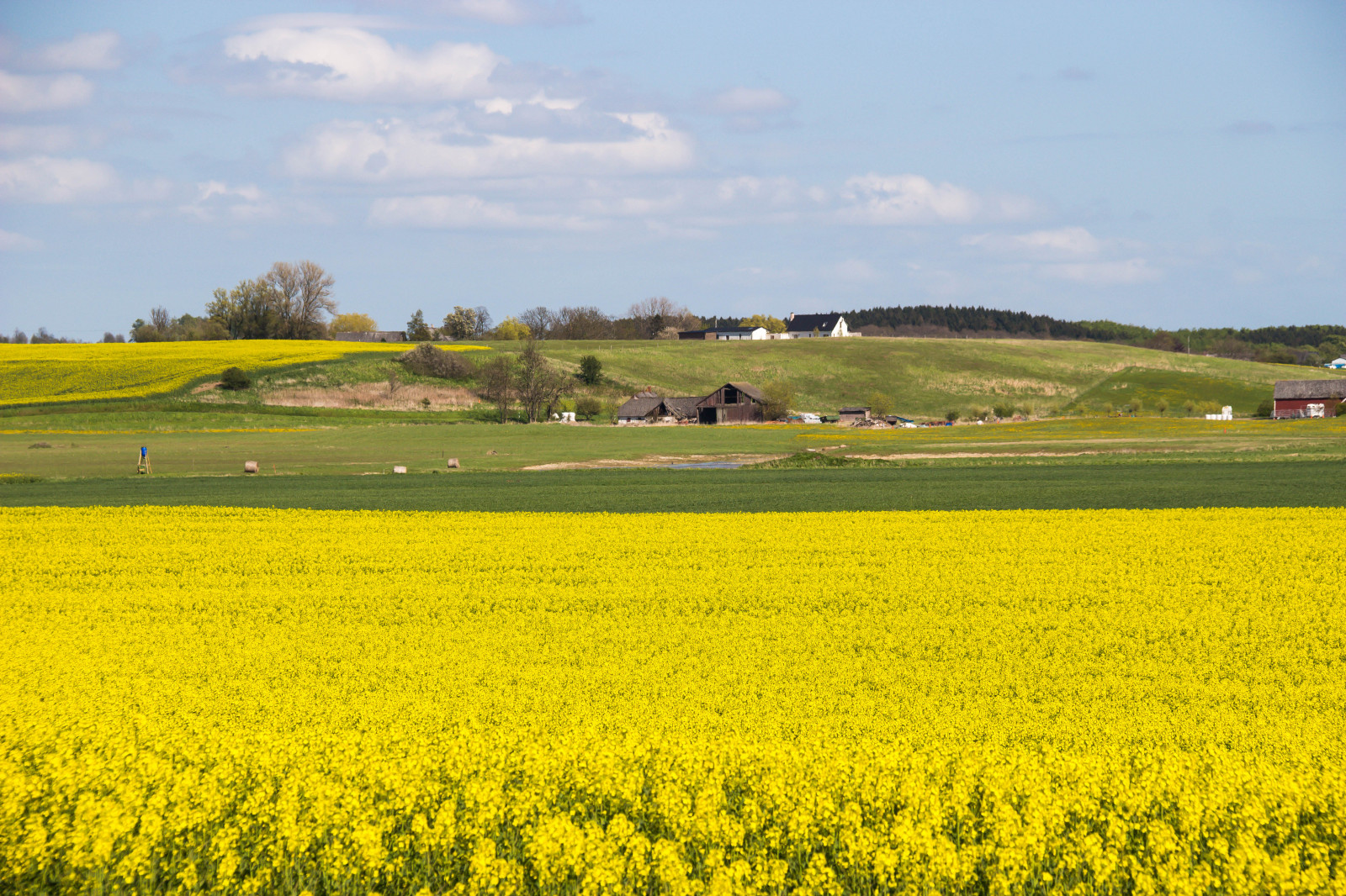 landskab, mad, græs, Mark, gul, gård, horisont, Raps, blomst, græsarealer, plante, landskabet, rapper, Gul, f lt, landskap, raps, rapefield, guld, arkiveret, landbrug, eng, almindeligt, prærie, afgrøde, landdistrikt, fremstille, jord plante, blomstrende plante, græs familie, grøntsag, kål, sennep plante, Brassica rapa, sennep og kål familie