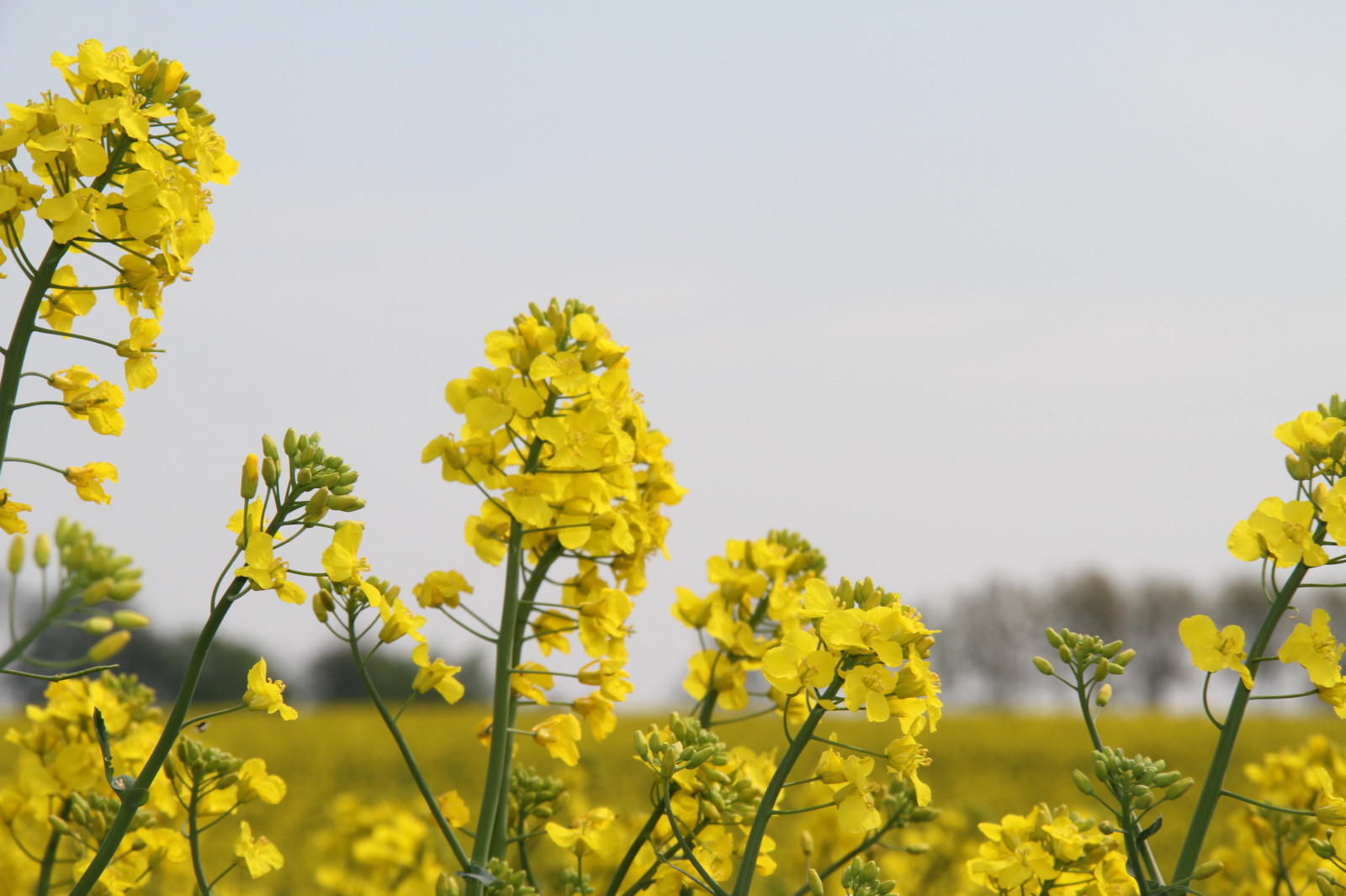 แสงแดด, แนวนอน, อาหาร, ธรรมชาติ, ท้องฟ้า, ฟิลด์, สีเหลือง, เบ่งบาน, Rapeseed, ดอกไม้, ทุ่งหญ้า, ปลูก, พืช, คาโนลา, เกษตรกรรม, soderslatt, ทุ่งหญ้า, ดอกไม้ป่า, ทุ่งหญ้า, พืช, ผลิต, โรงงานที่ดิน, พืชดอก, ครอบครัวหญ้า, ผัก, Braseriaica, ครอบครัวเดซี่, มัสตาร์ด, โรงงานมัสตาร์ด, มัสตาร์ดและครอบครัวกะหล่ำปลี