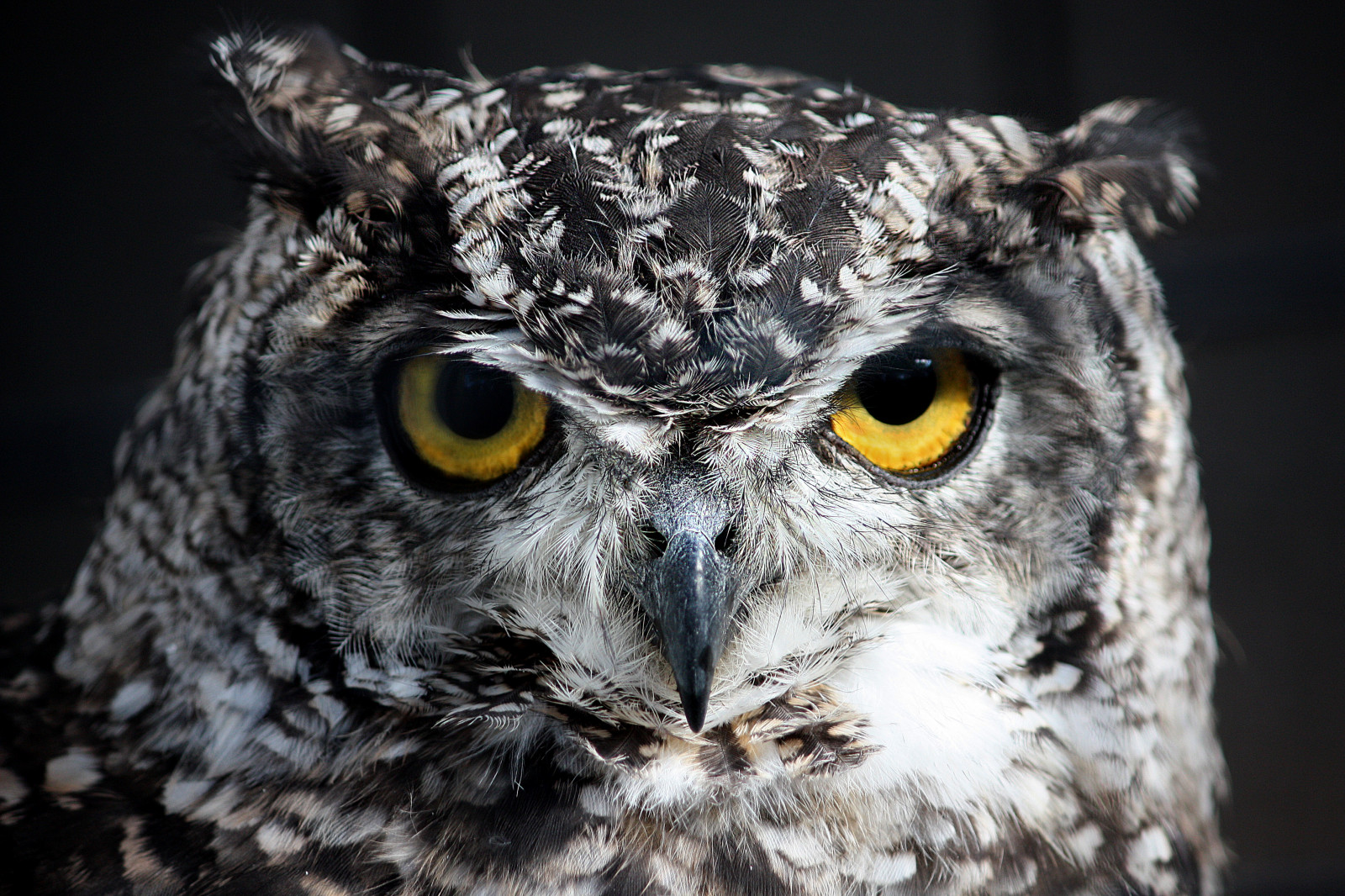 dyr, øjne, natur, vinger, Skotland, fjer, gul, dyreliv, grå, Canon, rovfugl, ugle, Zoo, næb, Glasgow, dyr, fugl, birdofprey, fjer, dslr, fauna, rovfugle, eagleowl, tæt på, snude, lapugle, ugler, nationalgeographicwildlife, spottedeagleowl