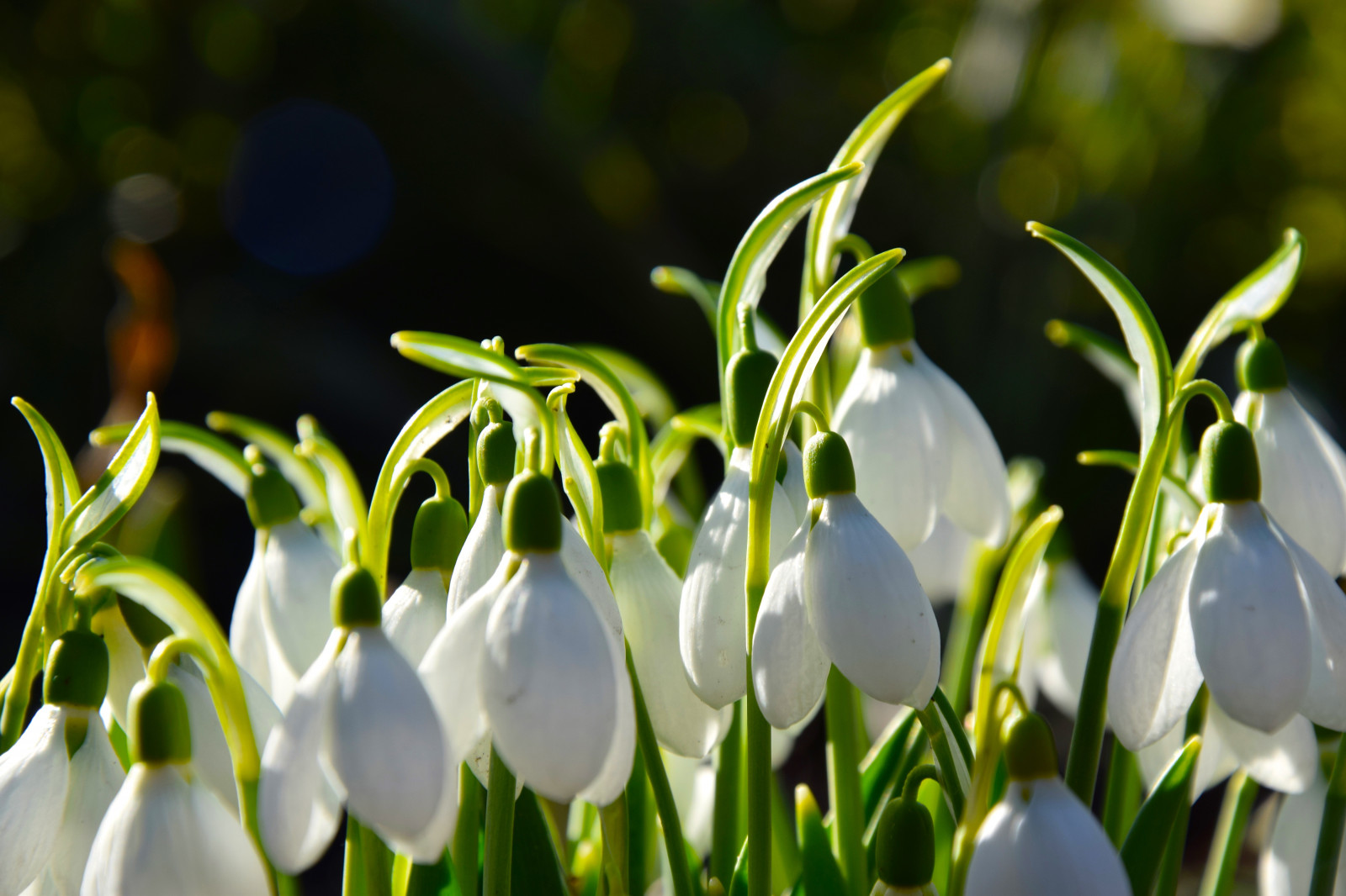 Wallpaper : flowers, grass, branch, green, blossom, spring, leaf