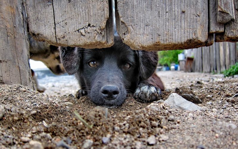 animals, dog, puppy, mammal, vertebrate, dog like mammal animals, dog, puppy, mammal, vertebrate, dog like mammal