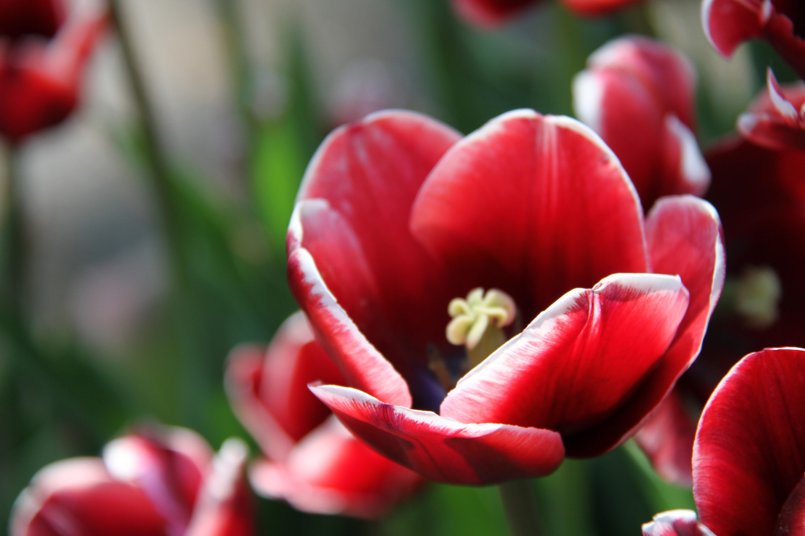 Červené, květ, květ, rostlina, tulipán, flóra, tulpaner, okvětní lístek, botanika, suchozemská rostlina, kvetoucí rostlina, zblízka, makro fotografie, závod stonek, lilie rodina