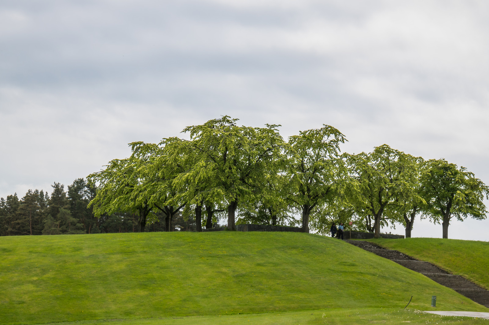 kopec, tráva, nebe, pole, zelená, Stockholm, struktura, kurz golfu, strom, lučina, rostlina, tr d, kyrkog rd, pastvina, hřbitov, attackfoto, attackfoto7, skogskyrkog rden, thewoodlandcemetery, louka, trávník, venkov, botanika, dřevina, sportovní dějiště