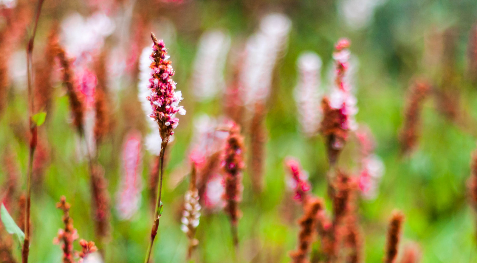 květiny, Červené, květ, Kánon, červená květina, redflowers, krásná květina, Jemné květiny, Jemné květy, Stockflowers, canon40d