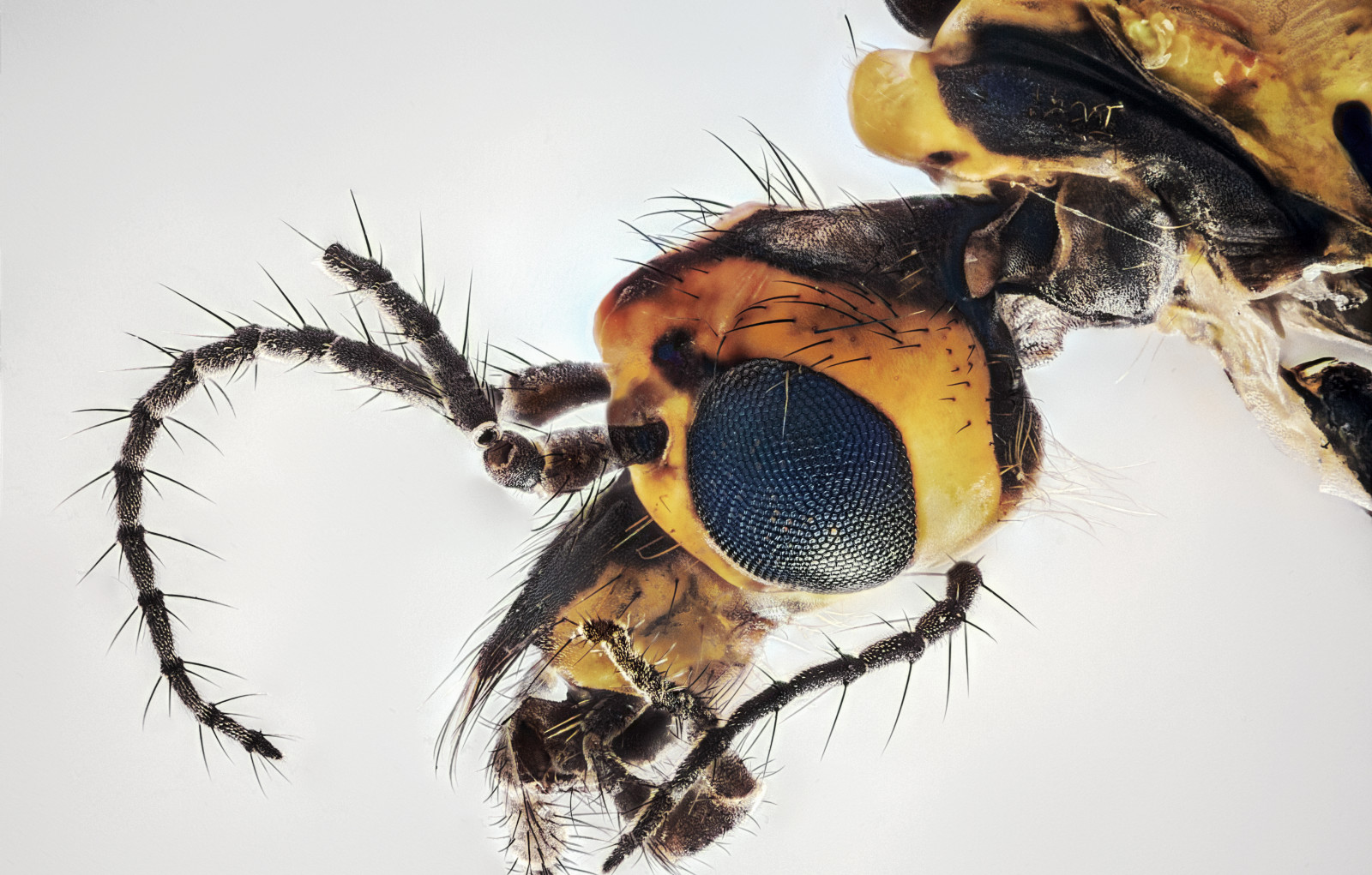 svět, život, portrét, makro, oko, zvíře, jazyk, detailní, Kánon, štěnice, vlasy, hmyz, fotografie, oči, Europa, Evropa, foto, zavřít, fotky, hlava, Země, Volně žijících živočichů, podrobnosti, trubka, hmyz, hmyz, zásobník, oeil, fotos, letí, nah, monde, trn, makro, Facette, insekt, auge, zaplněný, leben, řada, insekten, hmyzu, mouche, insectes, langue, tete, chloupky, detailní, vivre, podlitina, Umwelt, haare, erde, Kopf, makrofotografie, cheveux, haar, níže, Stachel, milimetr, fermer, facetten, spiegelreflexkamera, macrophotographie, focusstacking, mikrofotografie, detailliert, zerenestacker, microscopeobjective, nikonbdplan100252100, elitebugs, microfotografie, substacks, unlimitedinsectslevel1, mikroscopeobjektiv