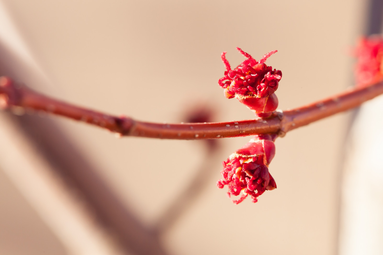 ต้นไม้, ธรรมชาติ, สีแดง, สาขา, เบ่งบาน, ฤดูใบไม้ผลิ, รูรับแสง, F10, canon5dmarkii, ต้นไม้, iso, เมเปิ้ล, ดอกไม้, ปลูก, พืช, ตูม, ชุด, 100 มม, เลนส์, กิ่งไม้, ใกล้ชิด, การถ่ายภาพมาโคร, ต้นกำเนิด, iso800, ร่างกาย, canonef100mmf28lmacroisusm, ความเร็วชัตเตอร์, macrounlimited, คำอธิบาย, naturebirdsandwildlife, exif, ความยาวโฟกัส, nbw, คำอธิบายสไตล์, autumnblazemaple, 1100 วินาที