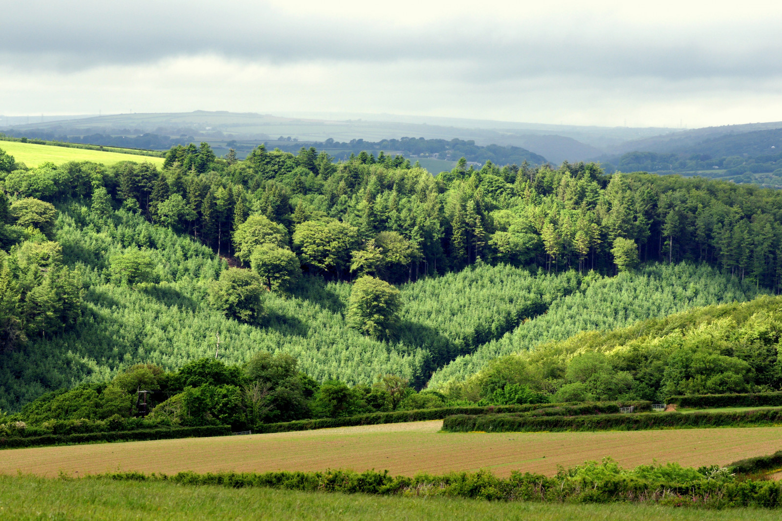 landskab, Skov, bakke, natur, græs, Mark, grøn, dal, ødemark, plateau, vådområde, træ, blad, bjerg, blomst, græsarealer, plante, græs, vegetation, landbrug, eng, plantage, almindeligt, skov, prærie, landdistrikt, levested, naturligt miljø, vedplante, bjergrige landskabsformer, geografisk funktion, økosystem, biom, bjergkæde
