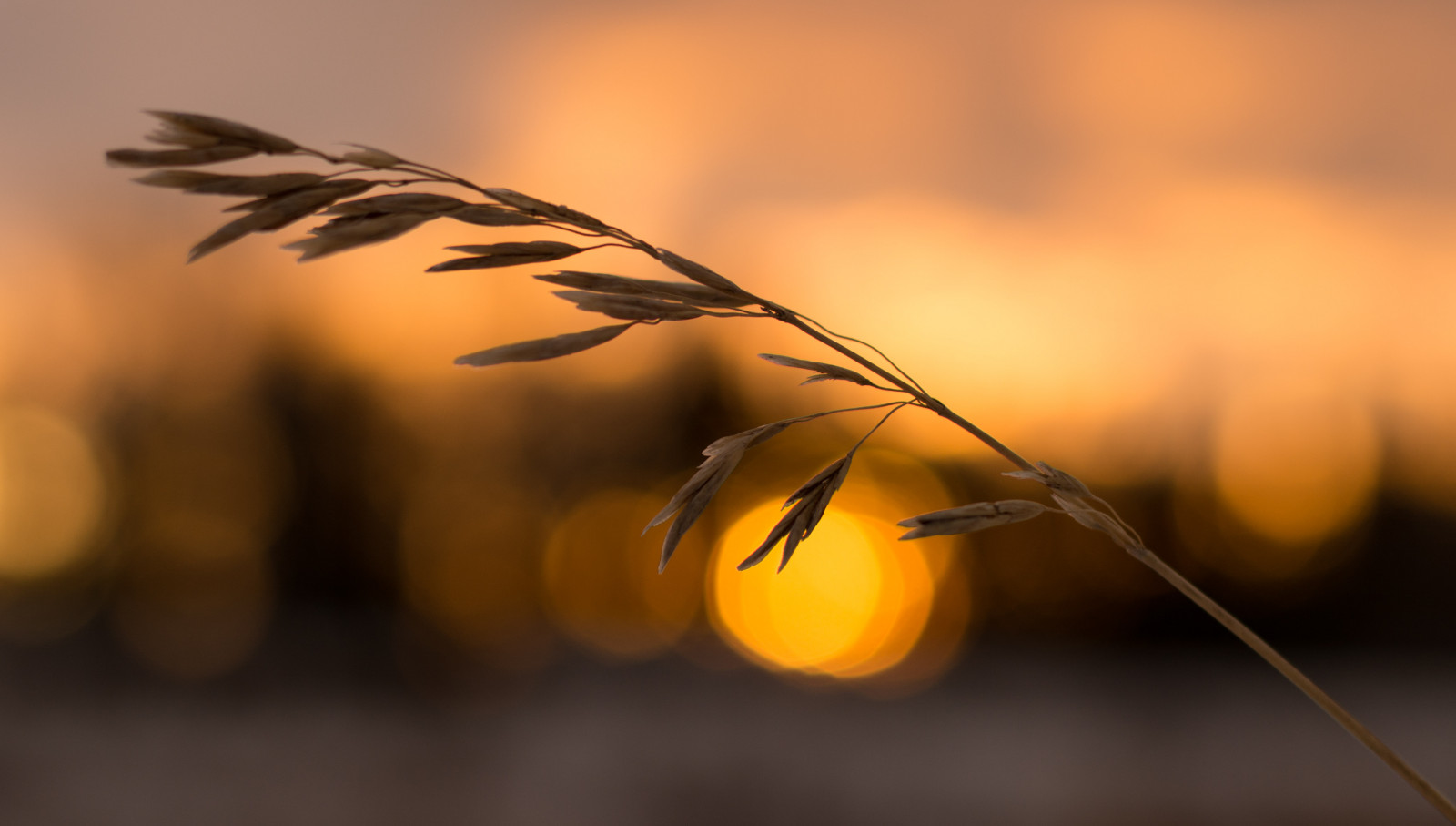 slunečnímu záření, stromy, západ slunce, Příroda, odraz, tráva, zima, větev, žlutý, ráno, Nikon, bokeh, zlato, objektiv, 2015, leden, světlo, NIKKOR, 50mm, podzim, list, Nový, květ, f18, rok, křídlo, D7100, počítač tapeta, zblízka, makro fotografie, tráva rodina, nátěrem