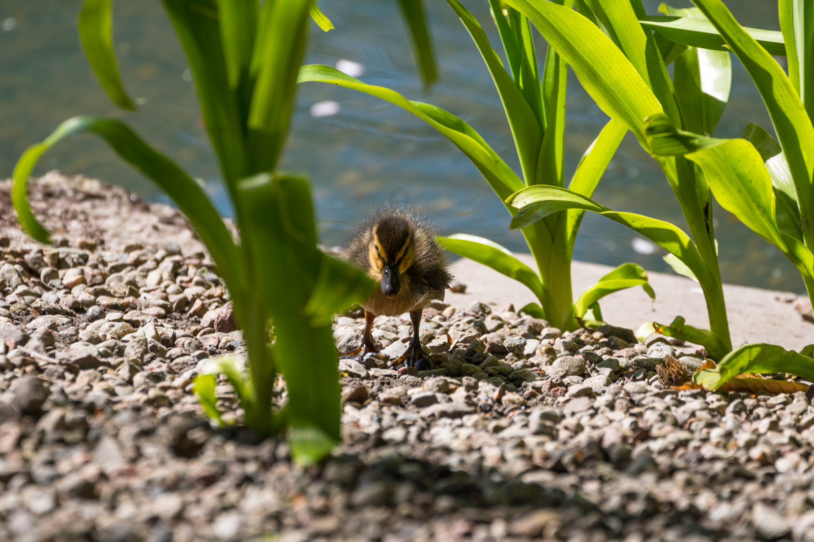 Duckling Insects Wallpaper : garden, grass, insect, green, duck, leaf, flower, plant ...