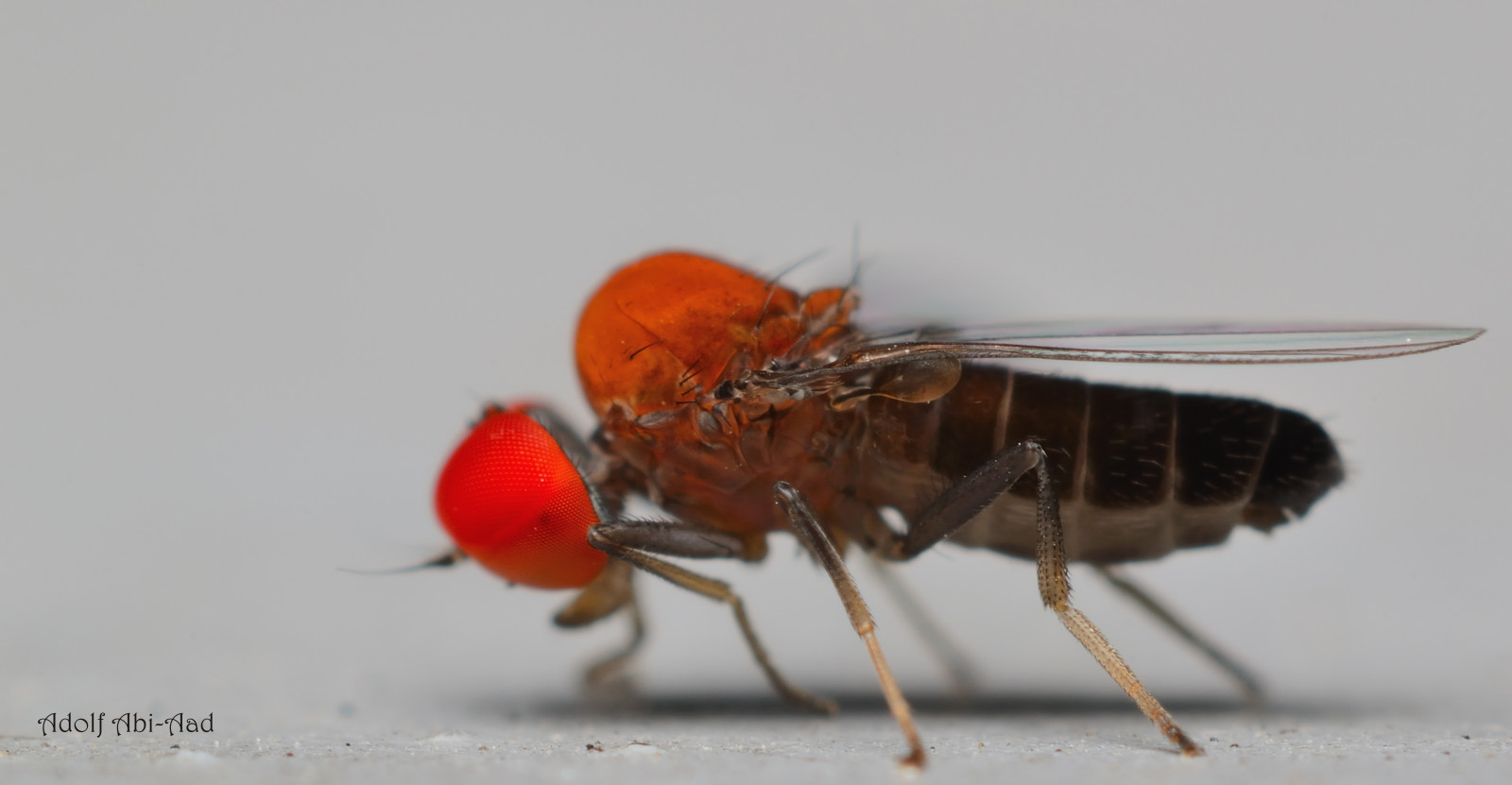 Red Insect Eye Wallpaper : red, macro, eye, closeup, bug, insect, Fly, Nikon, critter ...