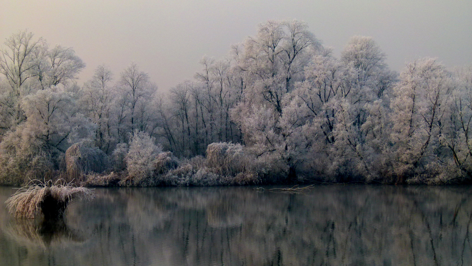 sollys, landskab, Skov, Italien, sø, vand, natur, afspejling, himmel, sne, vinter, afdeling, berolige, aften, morgen, tåge, frost, flod, atmosfære, Bank, sump, Fryser, vådområde, træ, overskyet, dag, po, reservoir, inverno, Riflesso, Reflexions, gelo, bayou, pwwinter, Piemonte, Carignano, fiumepo, græs familie, mose, flodslette