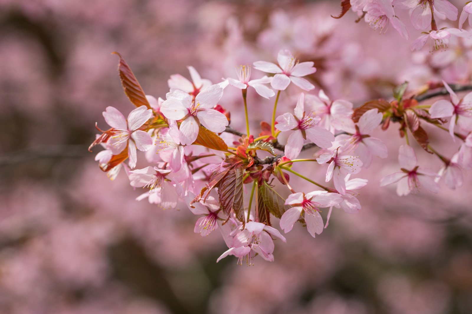 jídlo, makro, větev, Třešňový květ, květ, růžový, jaro, květ, rostlina, flóra, makro, okvětní lístek, Blom, rosa, vyrobit, botanika, suchozemská rostlina, kvetoucí rostlina, zblízka, makro fotografie