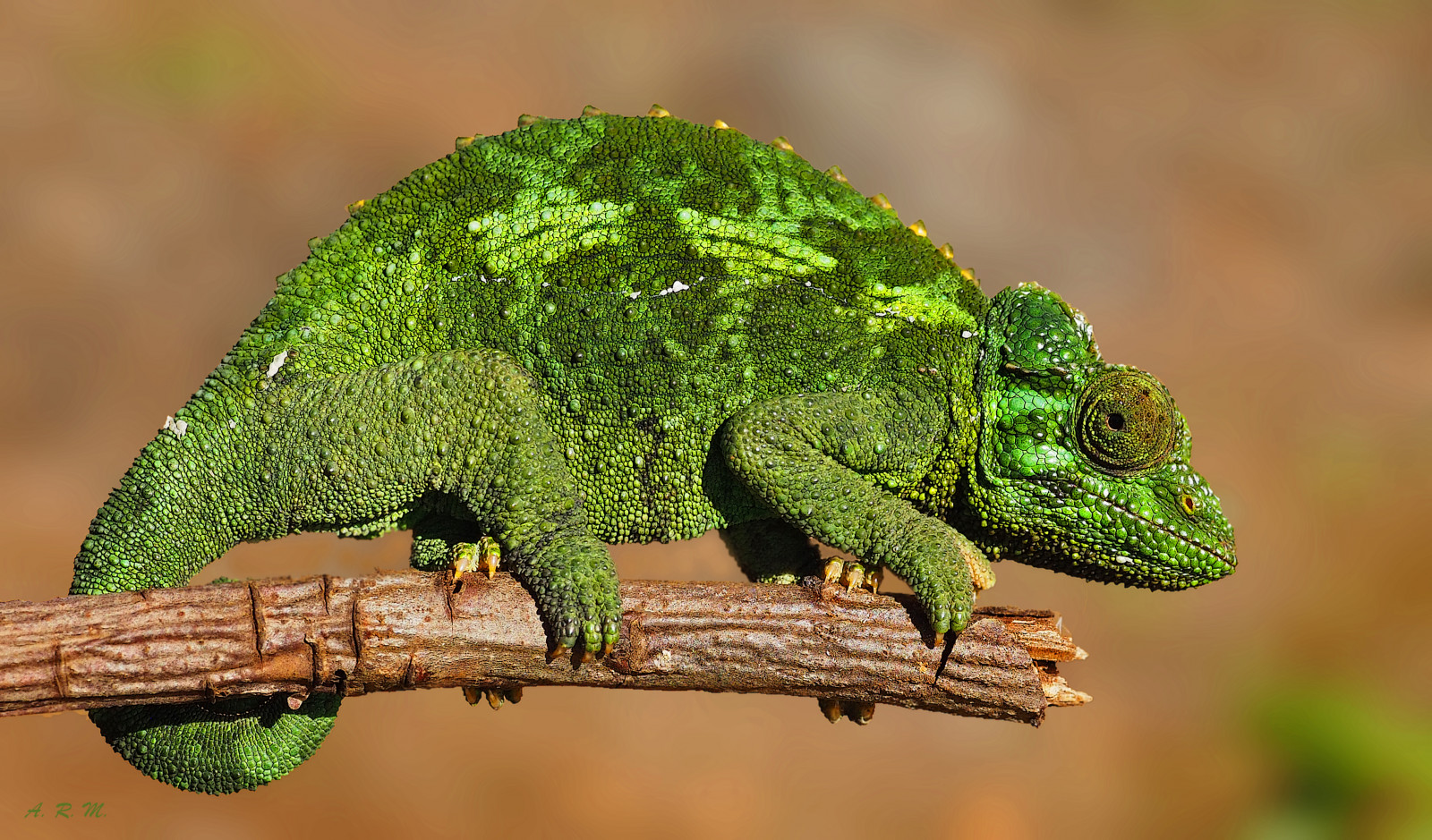 chameleón, Jacksonschameleon, ženský, Příroda, Volně žijících živočichů, makro, plaz, zelená, ubývání, kůže, větev, pohyblivý, krása, beautyisskindeep, Mauigriculturalresearchstation, kula, vnitrozemí, Maui, Hawaii, Olympus, Spojené státy, olympusem1, ISO800, lens50mm, f5612500, jasný, slunečnímu záření, ngc