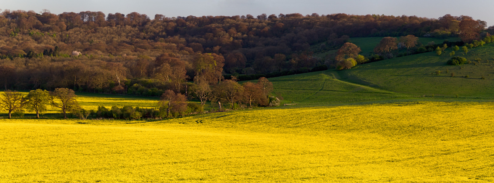 krajina, kopec, tráva, nebe, pole, žlutý, hospodařit, Spojené království, mount scenérie, plošina, řepkového, strom, list, lučina, pastvina, řepka, zemědělství, louka, plantáž, prostý, eng, divoká rostlina, prérie, oříznutí, nationaltrust, Chilterns, englishlandscape, ivinghoebeacon, venkov, tráva rodina, brassica, pozemek pozemek, hořčice závod, brassica rapa, hořčice a zelí rodina, ekoregion, chilternhills, sráz, Springinengland, Žluté pole, Ashridgeforest, Fieldsofyellow