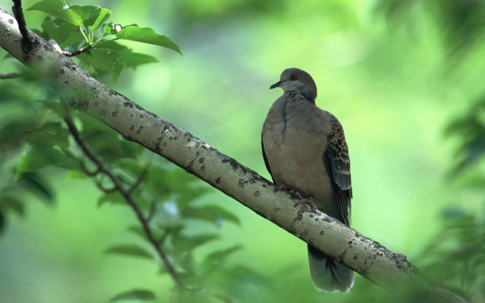Wallpaper Leaves Nature Branch Green Wildlife Beak Tree Fauna Perching Bird 