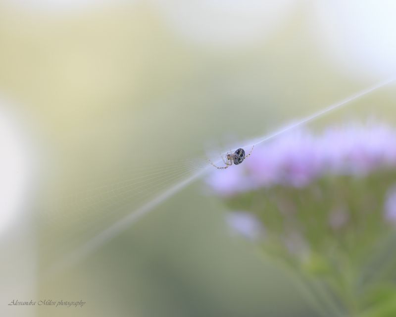 macro photography, insect, water, close up, photography, moisture macro photography, insect, water, close up, photography, moisture