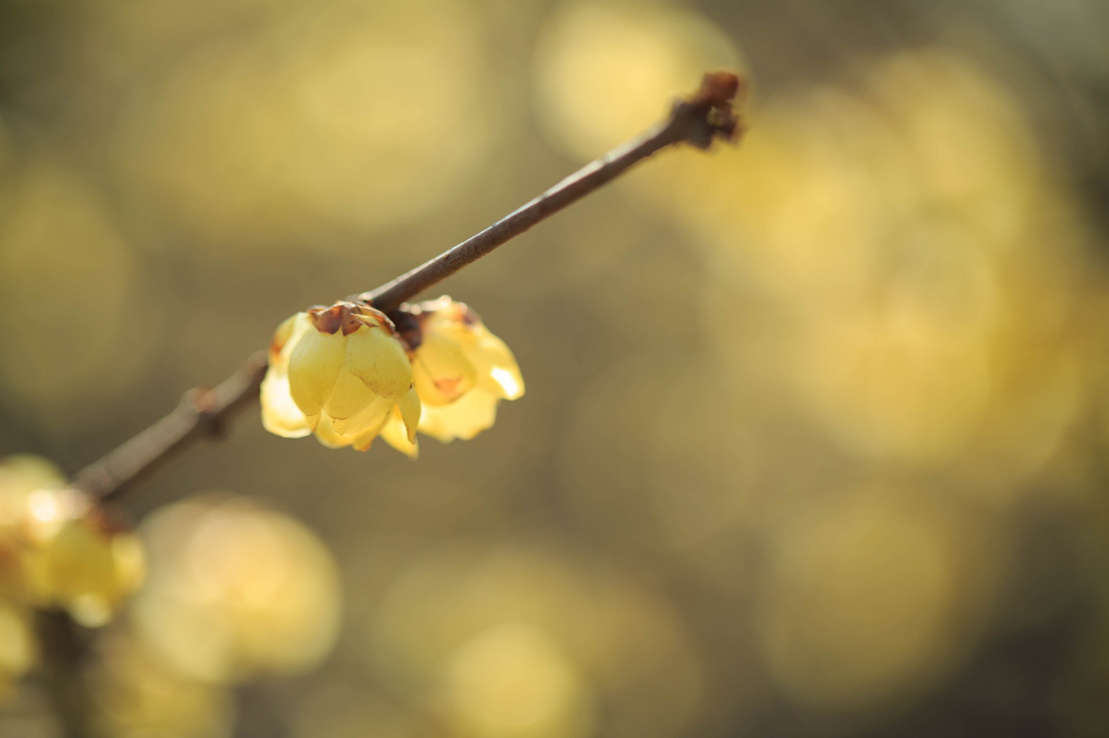 slunečnímu záření, Příroda, zima, větev, žlutý, ráno, květ, jaro, podzim, květ, UME, flóra, pupen, okvětní lístek, tapeta na zeď, větvička, počítač tapeta, zblízka, makro fotografie, závod stonek, vlhkost, membrána okřídlený hmyz, monochromecolor, Zimě
