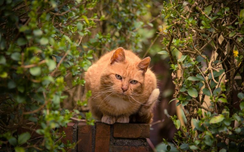Ziegelsteine, Blätter, 1920x1200 px, Tiere, Katzen, Tiefenschärfe Ziegelsteine, Blätter, 1920x1200 px, Tiere, Katzen, Tiefenschärfe