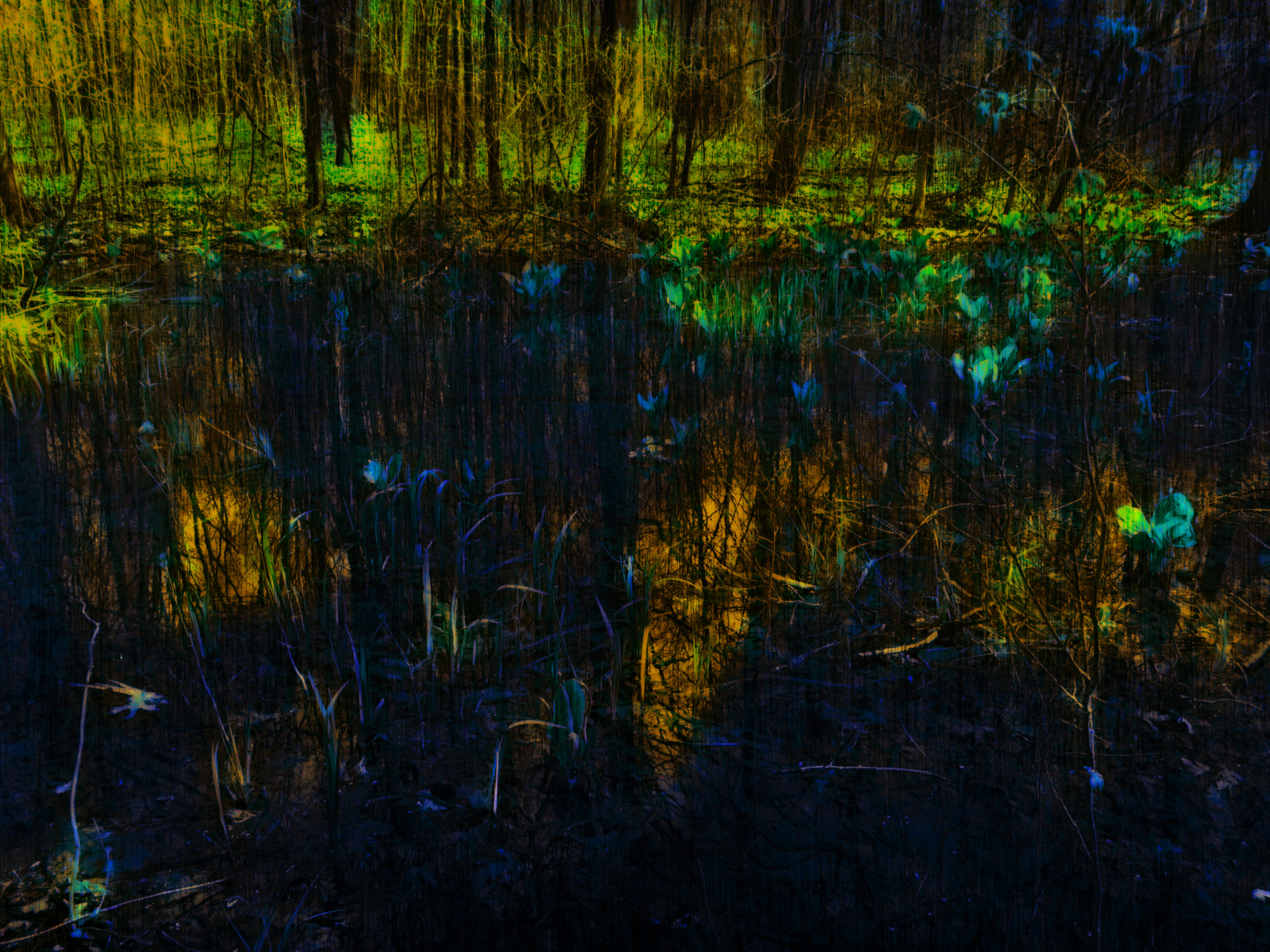 sollys, landskab, Skov, nat, vand, natur, afspejling, græs, afdeling, grøn, aften, Dam, Bank, sump, vådområde, træ, blad, plante, vandløb, vegetation, mørke, digitalart, billedmanipulation, PhotoArt, bayou, skov, computer tapet, økosystem, biom, græs familie, gamle vækst skov, digitallyenhanced, bethrosengard, Digitalmagic