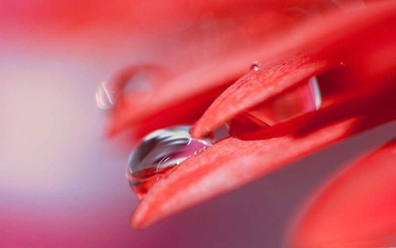 red, photography, petals, pink, dew, leaf red, photography, petals, pink, dew, leaf