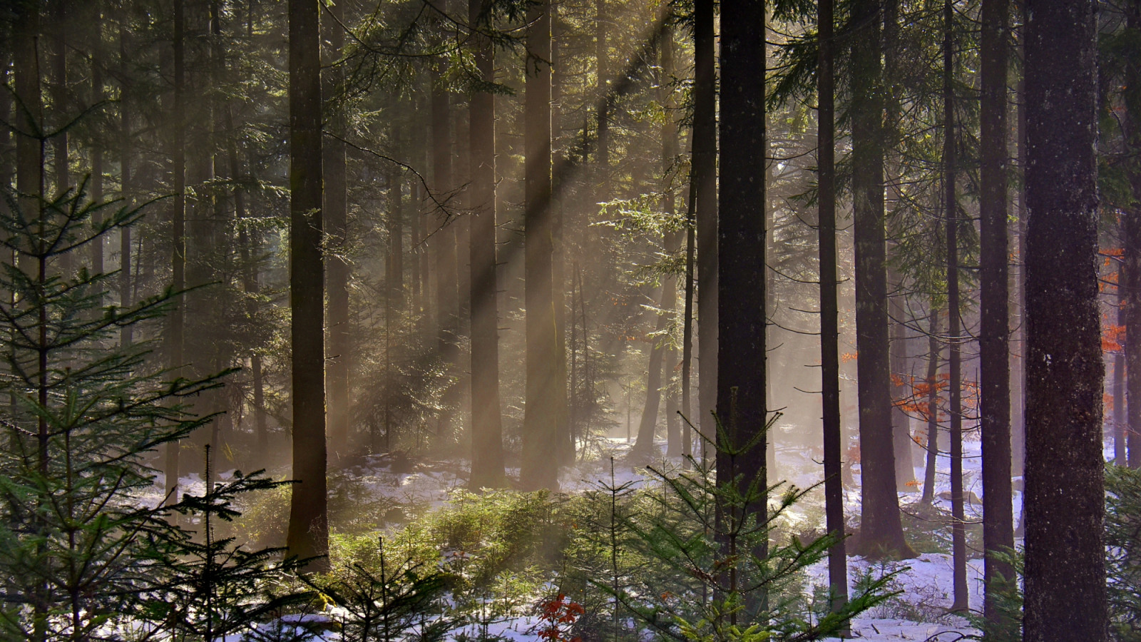 slunečnímu záření, stromy, krajina, les, listy, Černá, Příroda, odraz, sníh, zima, větev, svítání, zelená, Studený, ráno, mlha, divočina, deštný prales, nosník, Sluneční paprsek, světlo, strom, podzim, list, sezóna, Wald, zálesí, místo výskytu, přírodní prostředí, atmosférický jev, dřevina, geografický rys, ekosystém, mírné jehličnatý les, biome, prales