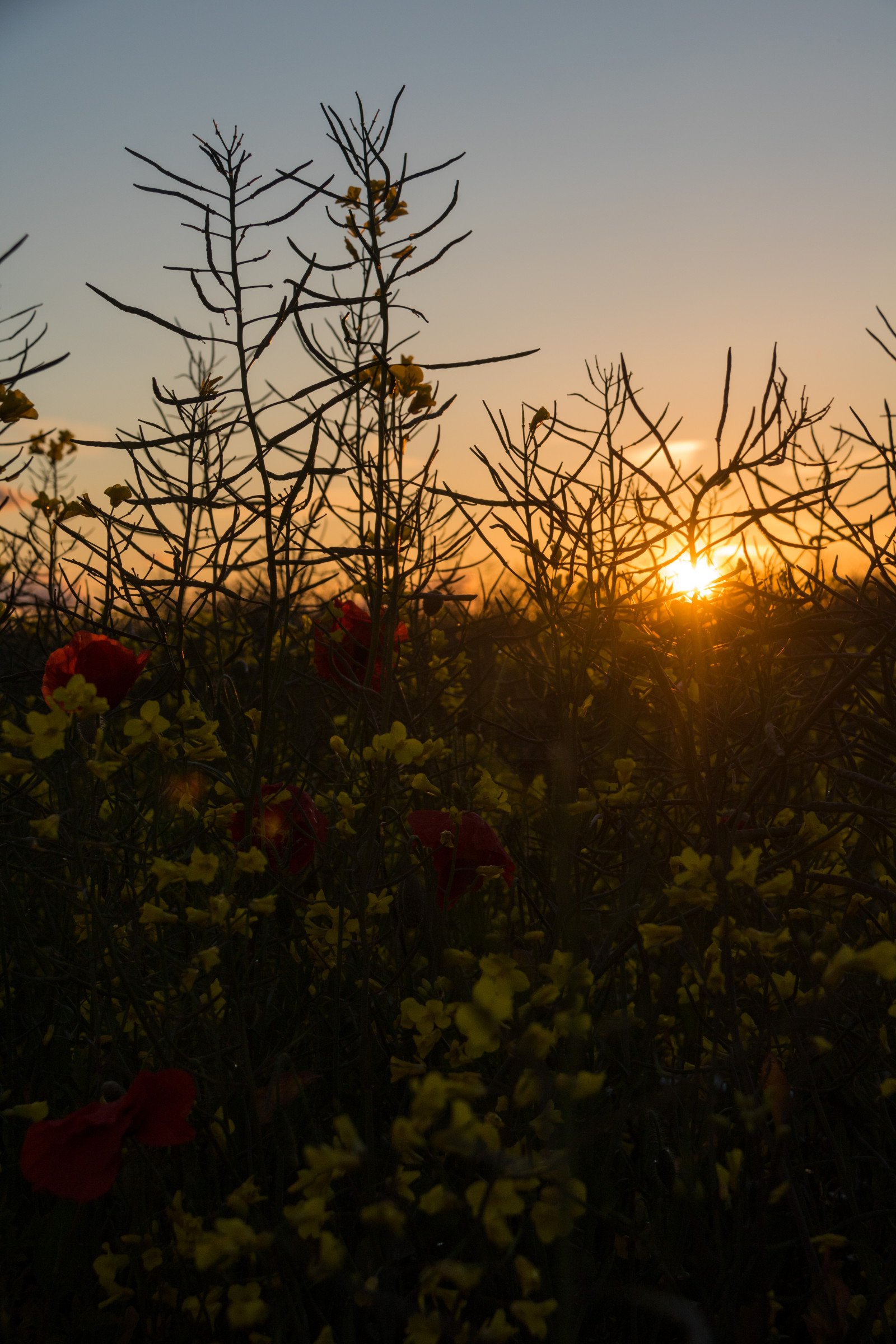 sollys, landskab, solnedgang, natur, himmel, afdeling, solopgang, aften, morgen, Sol, skumring, Sol, Sky, træ, efterår, blad, blomst, daggry, plante, goldenhour, himmel, solnedg ng, landskabet, Moln, landsbygd, s dersl tt, landskap, exif model canoneos760d, geocountry, kamera gør kanon, geocity, kameramodel canoneos760d, geostate, geolocation, exif linse efs18200mmf3556is, exif gøre kanon, exif isospeed 100, exif åbning 90, exif focallength 40mm, gyllenetimmen, atmosfærisk fænomen, vedplante