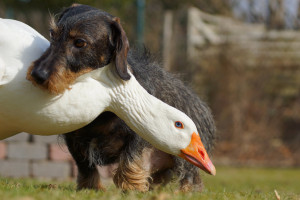 Wallpaper Goose Animals 48x1471 Wallpapermaniac Hd Wallpapers Wallhere