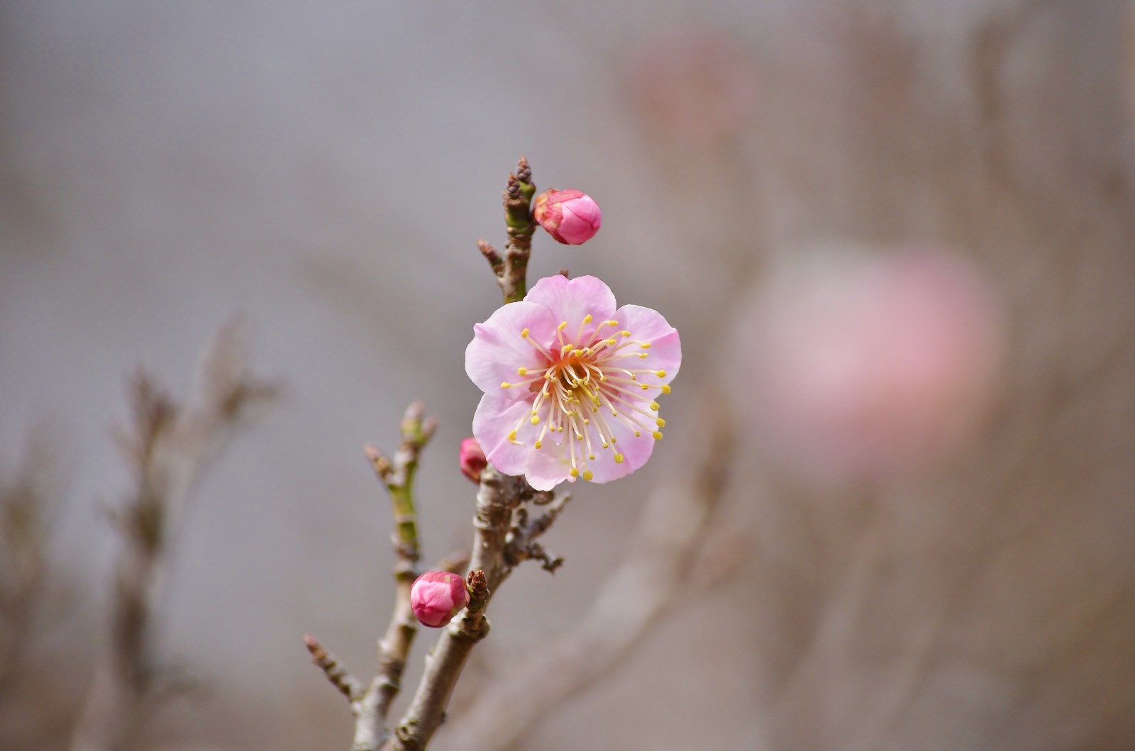 jídlo, Červené, fotografování, větev, Třešňový květ, květ, růžový, jaro, list, květ, rostlina, švestka, UME, flóra, pupen, okvětní lístek, divoká rostlina, vyrobit, botanika, zblízka, makro fotografie, závod stonek