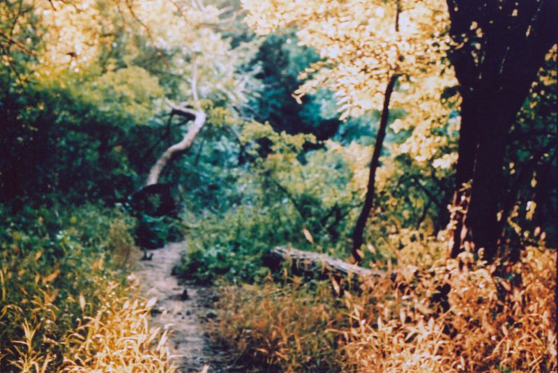 strom, Příroda, list, zálesí, ekosystém, přírodní rezervace