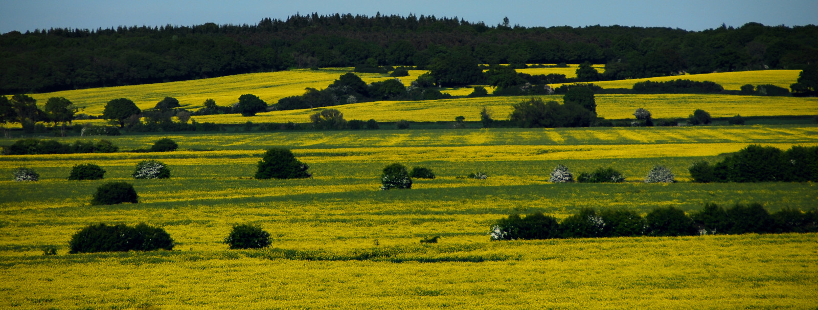 krajina, kopec, tráva, nebe, pole, hospodařit, Nikon, plodiny, mount scenérie, plošina, řepkového, polního, strom, Pohled, lučina, pastvina, znásilnění, pole, řepka, zemědělství, louka, prostý, kent, D200, vysočina, prérie, oříznutí, oilseedrape, rapa, rapaseed, ranč, venkov, pozemek pozemek, 18200mmvr, hořčice závod, hořčice a zelí rodina, ekoregion, rappi