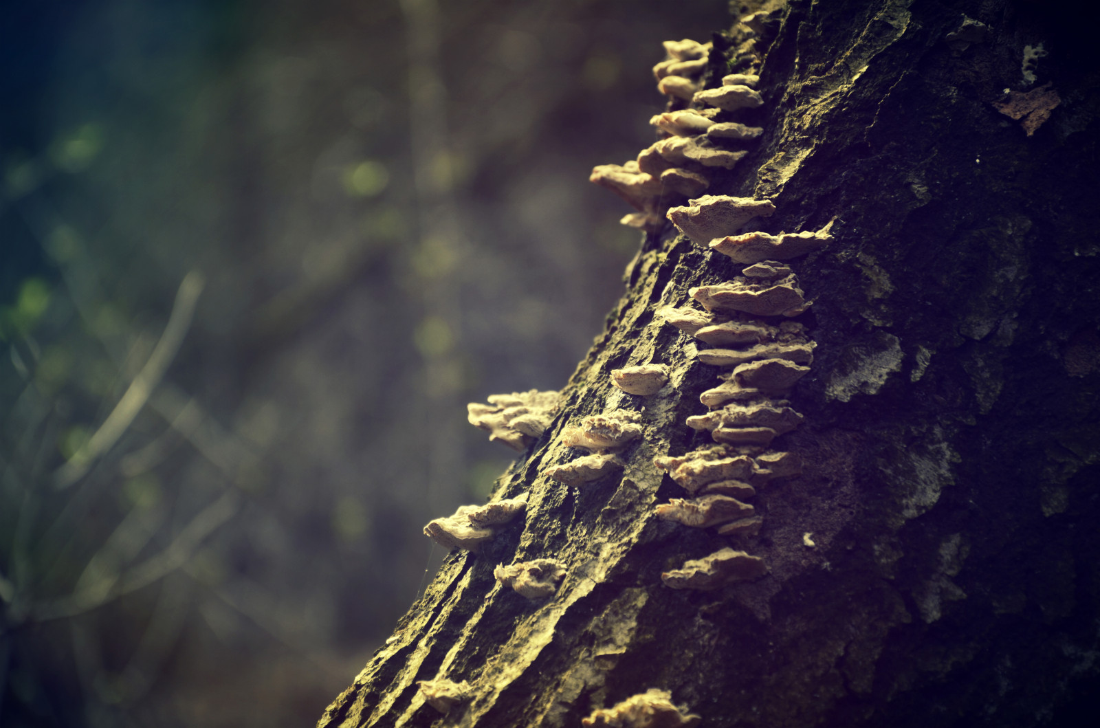 slunečnímu záření, stromy, les, temný, noc, Skála, Příroda, odraz, park, fotografování, dřevo, makro, větev, hnědý, kouzlo, Nikon, Polsko, jaro, světlo, strom, list, barvy, rostlina, fotografie, D7000, dof, sladký, makro, les, las, tma, pohádka, fotky, natura, polska, drzewa, dřevina, makro fotografie, wiosna, mashroom, houbami