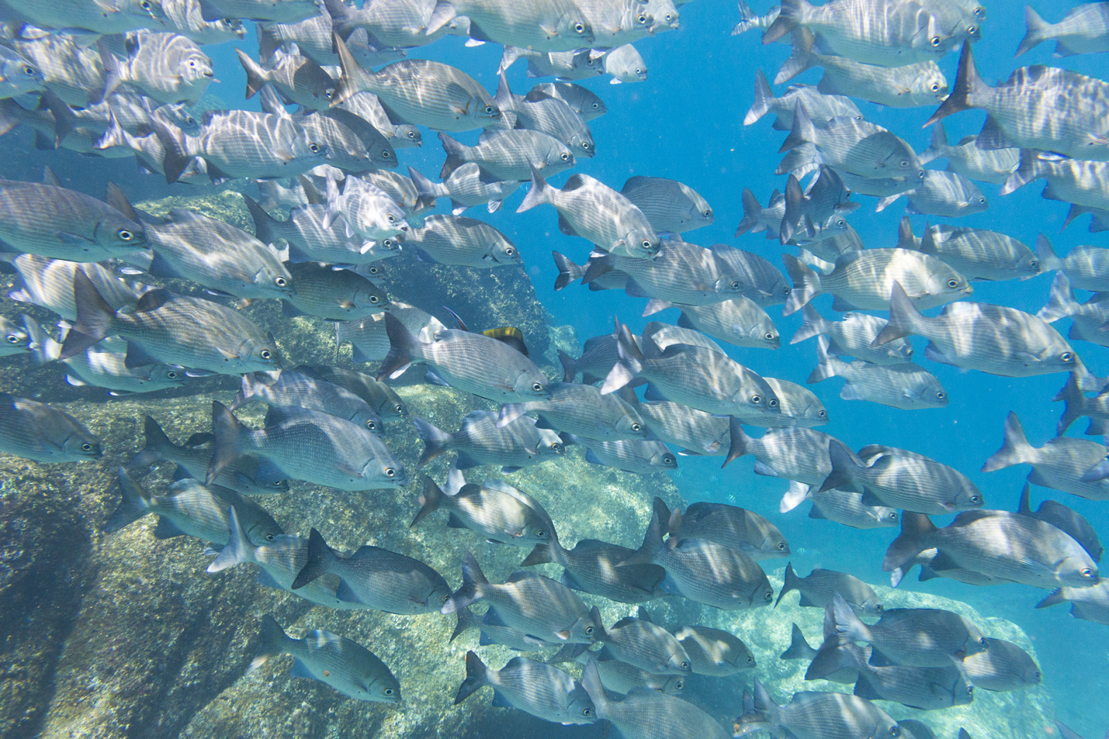 lidé, loď, loď, moře, Skála, Příroda, Ryba, bouřka, led, Pod vodou, vítr, ostrov, laguna, kámen, korálový útes, jachta, Thajsko, rybolov, biologie, venkovní, oceán, vlna, kapička, phuket, phuketian, plachta, Similan, phuketphotographernet, forumlinvoyagecom, httpforumlinvoyagecom, útes, potápěč, freediver, landform, geografický rys, Severní ledový oceán, mořská biologie, korálový útes fish